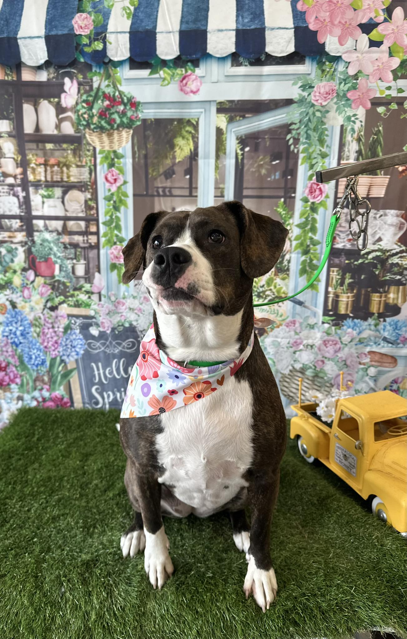 Paws & Refresh Pet Spa Greenfield