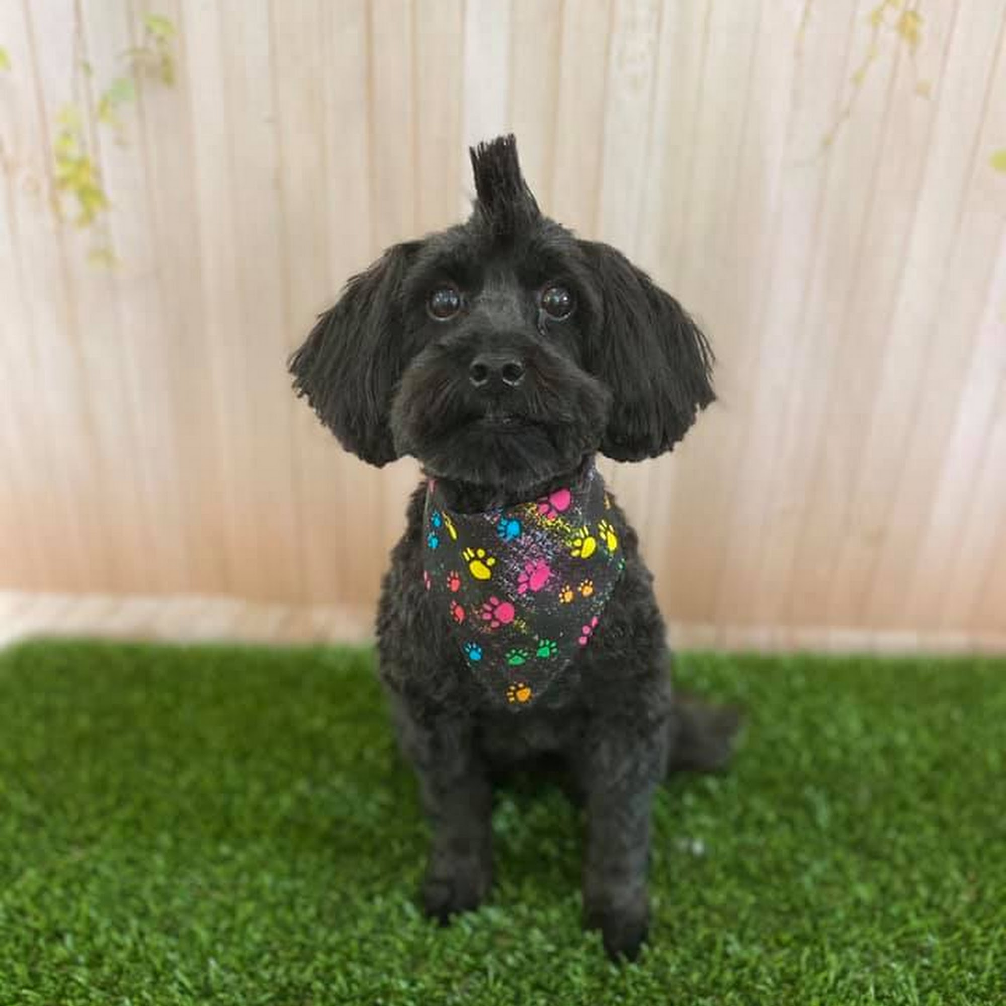 Paws & Refresh Pet Spa Greenfield