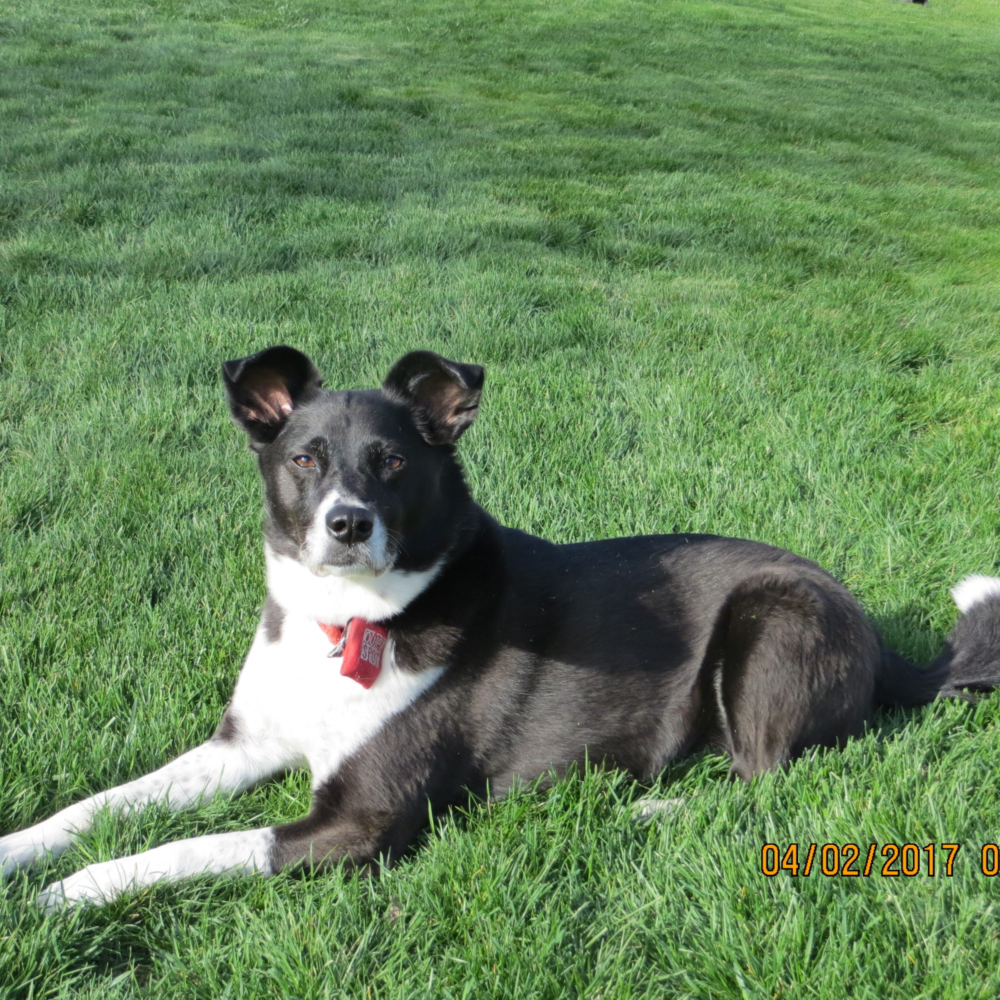 Sweet Michele DVM Greensburg