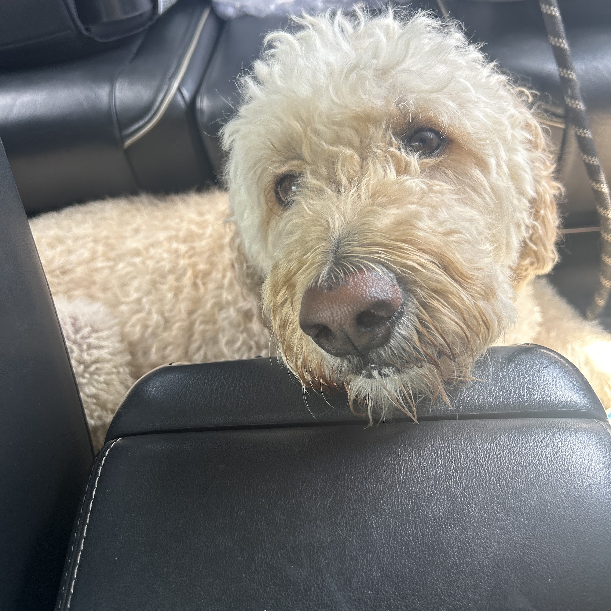 CenterGrove Animal Clinic Greenwood