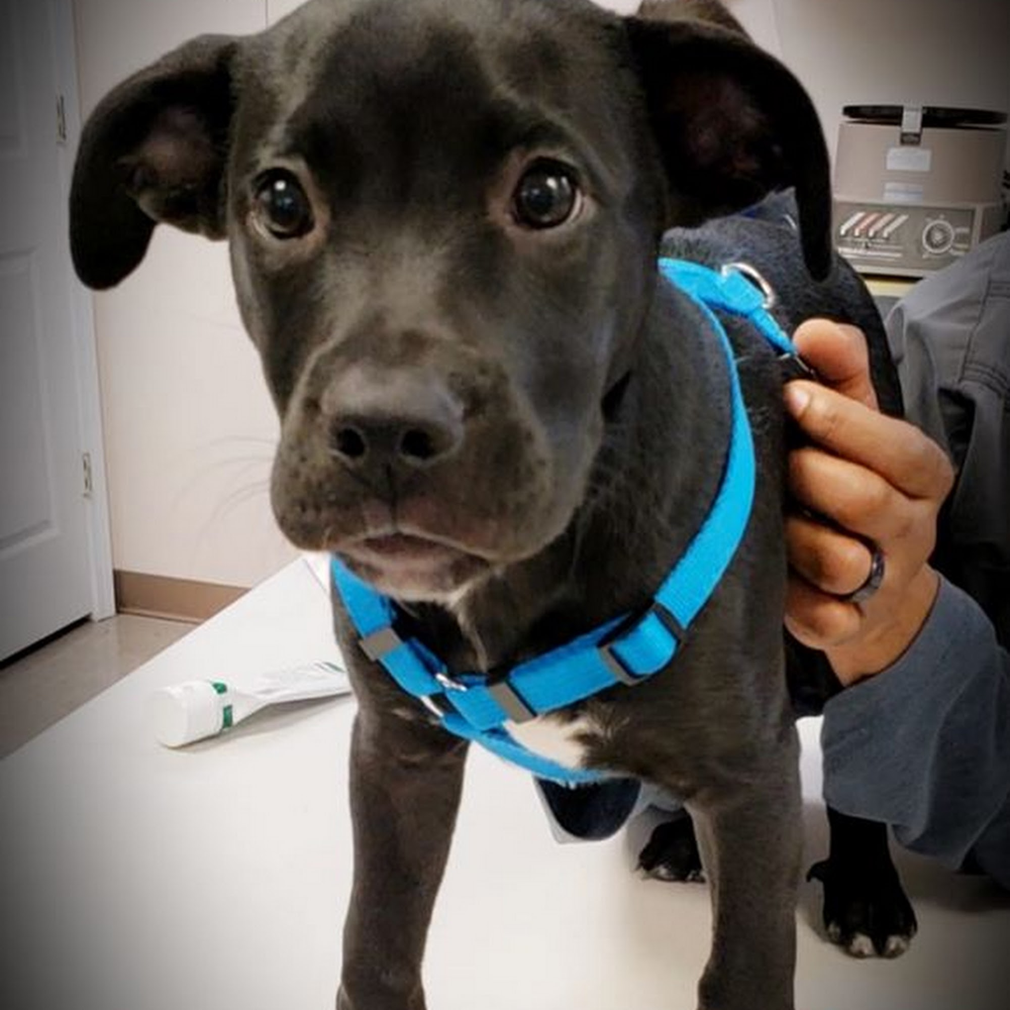 Vista Hills Animal Hospital Greenwood