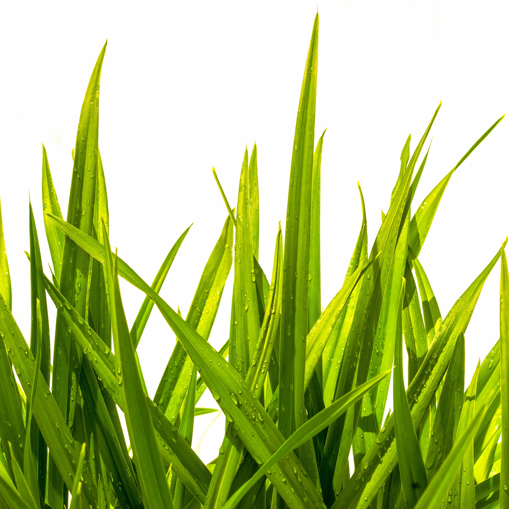 Gillum Lawn Care