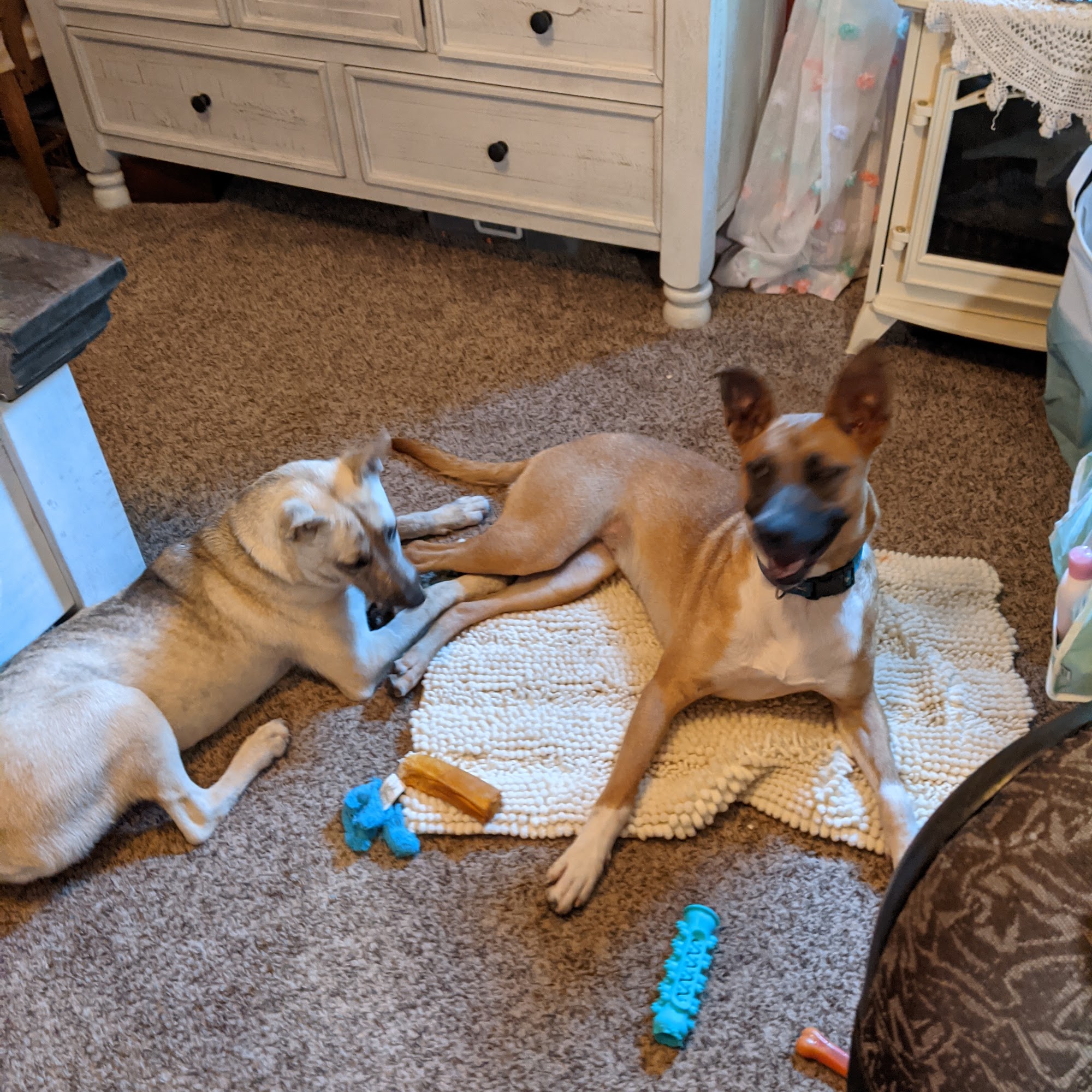 Jacks Dogs