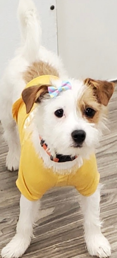 The Pet Stylist LLC Greenwood