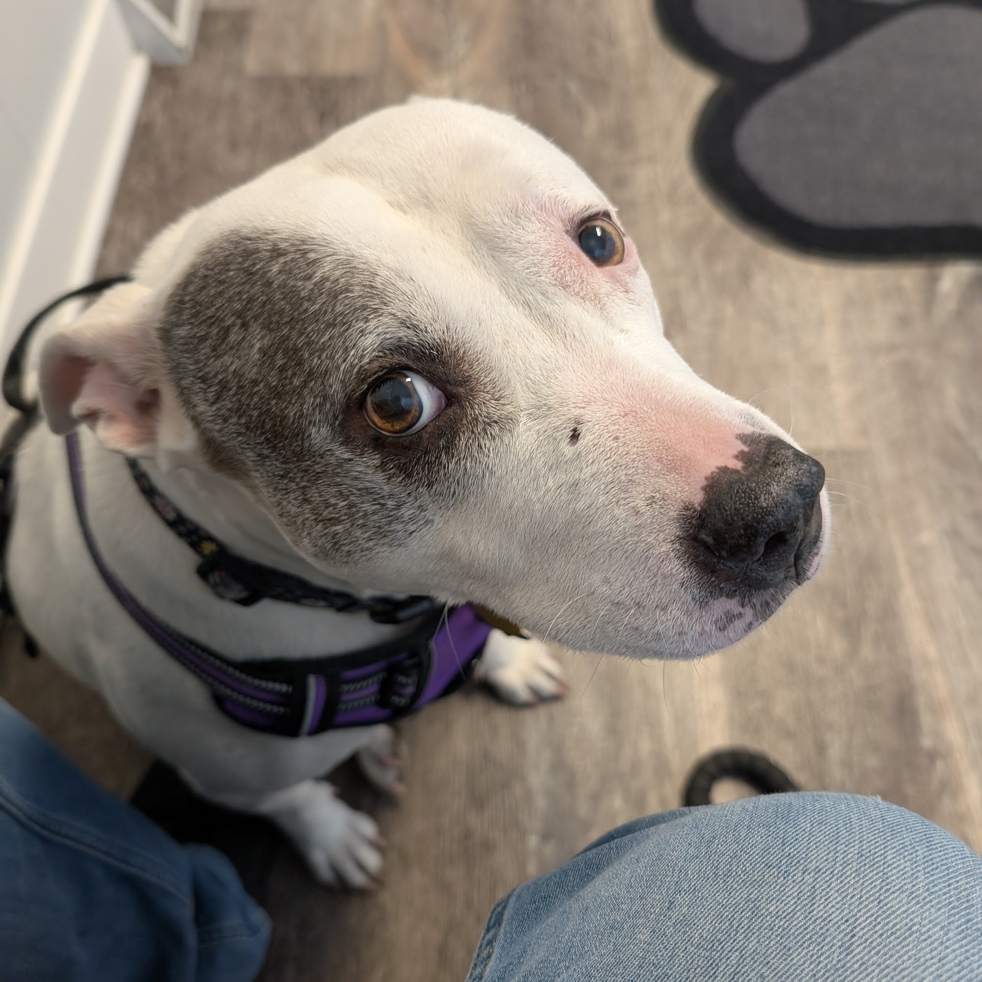 Hammond Pet Hospital Hammond