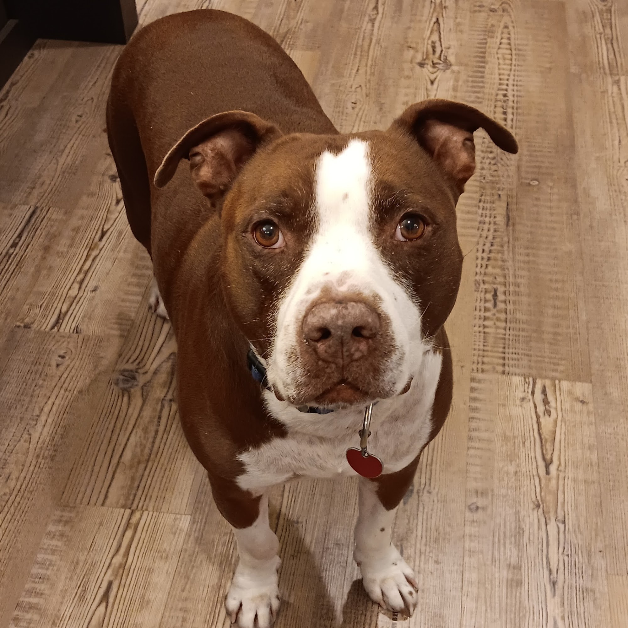 Hartford Animal Clinic Hartford City