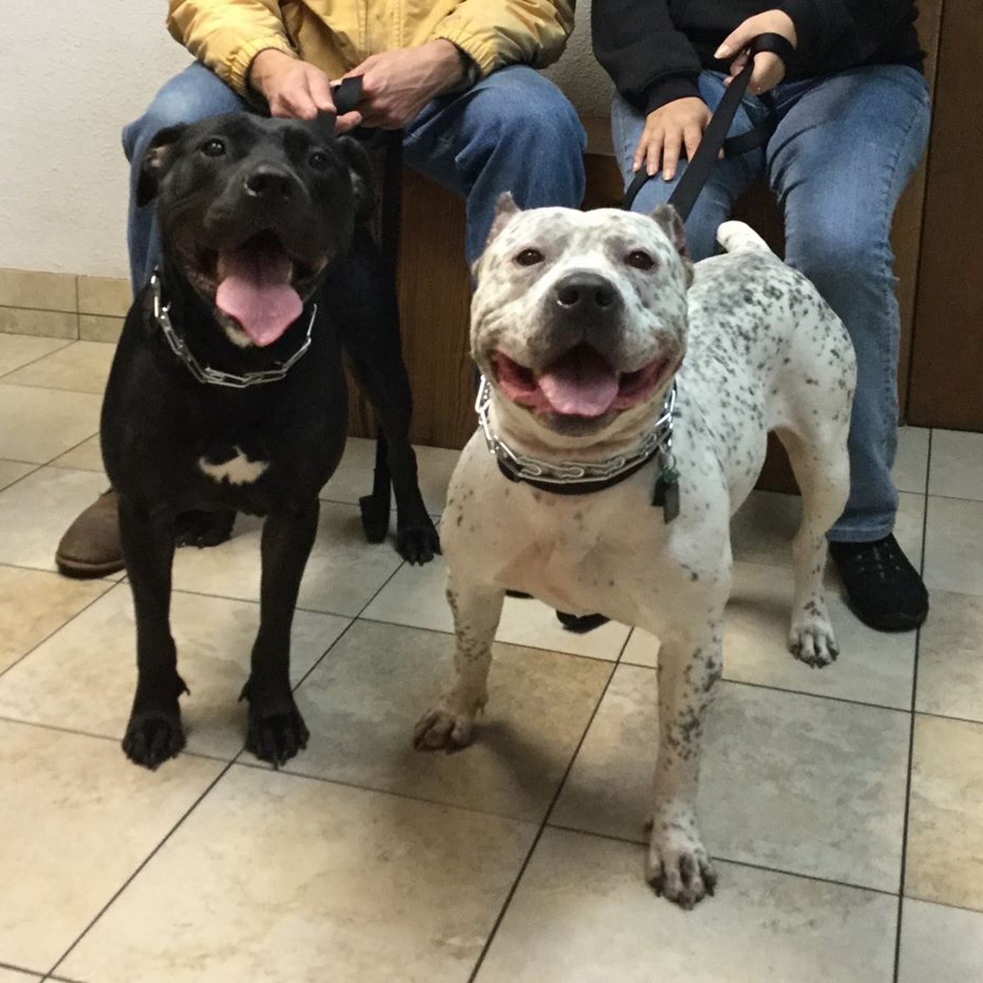 Hebron Animal Hospital Hebron