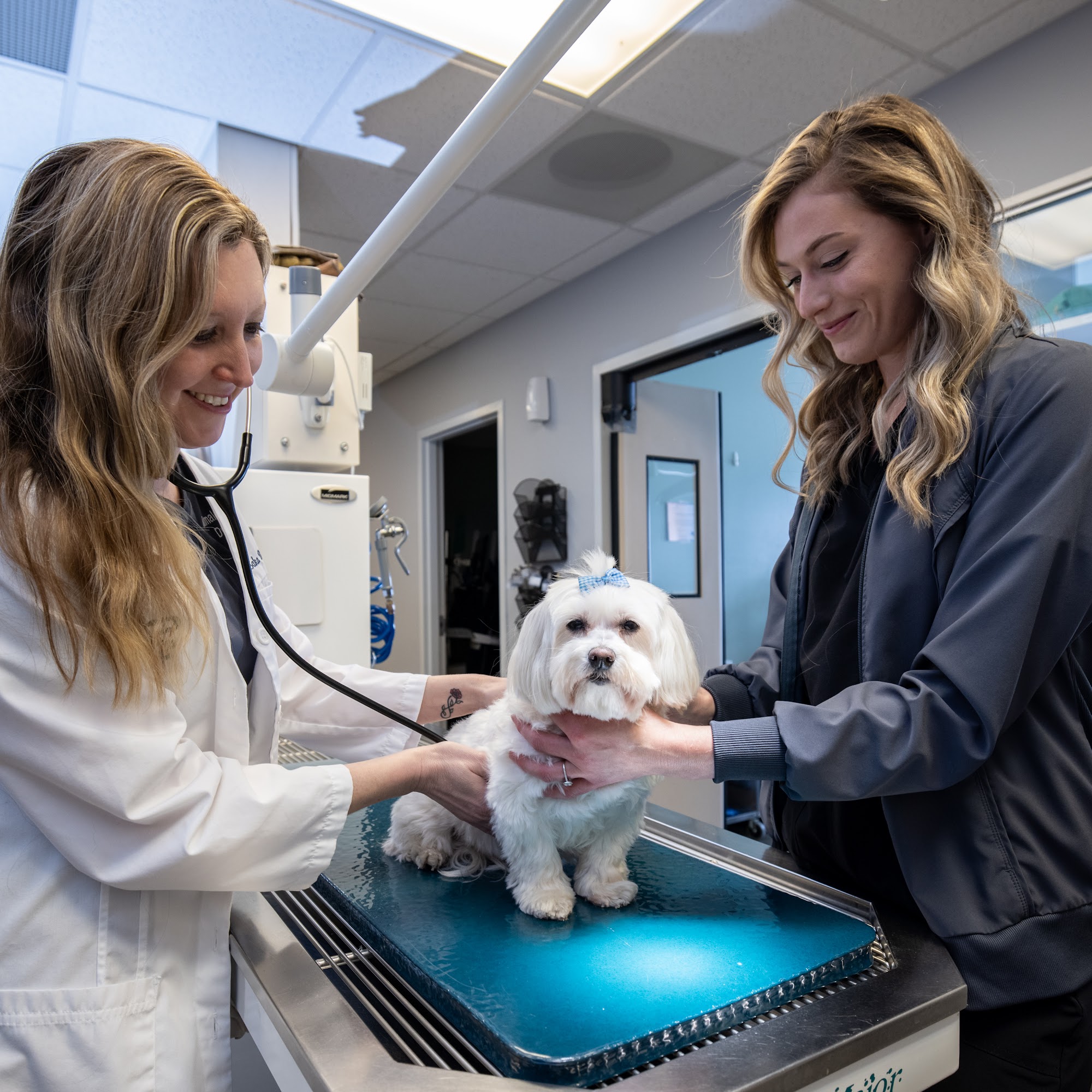 Animal Medical Center of Hebron Hebron