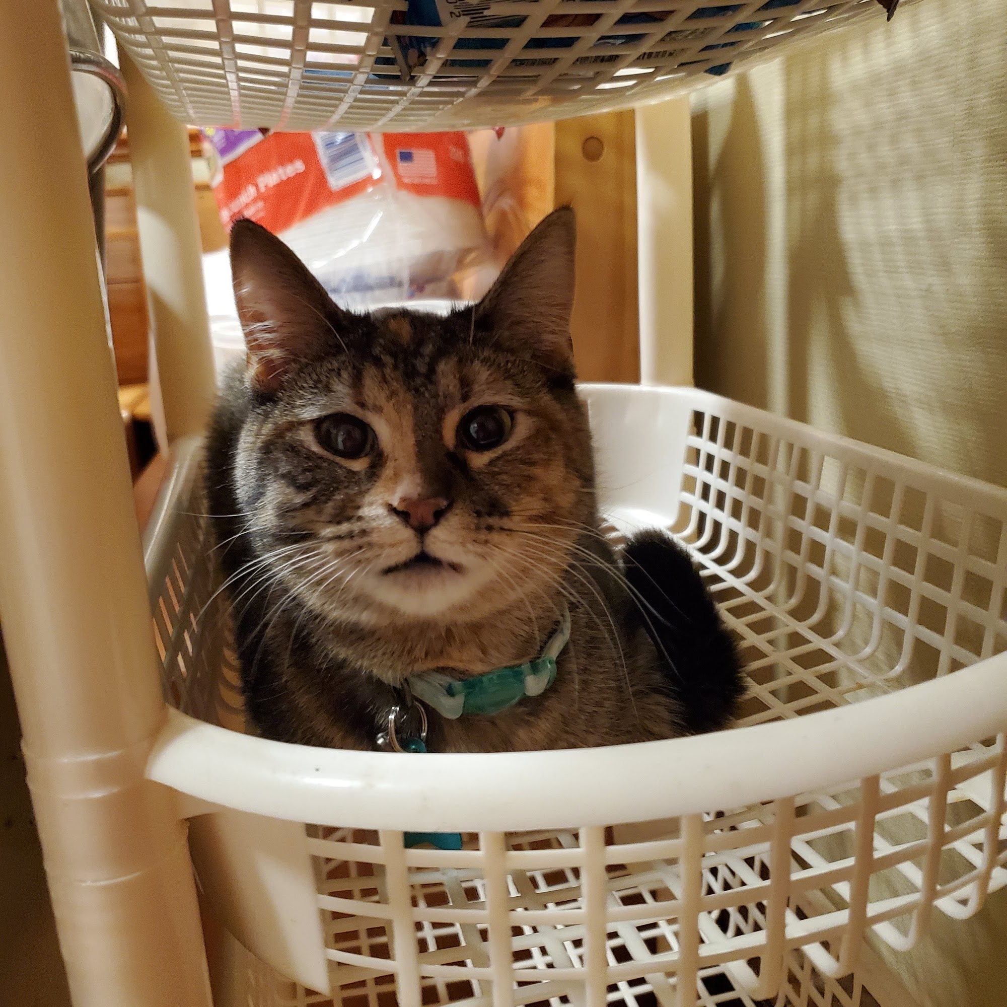 Highland Animal Hospital Highland