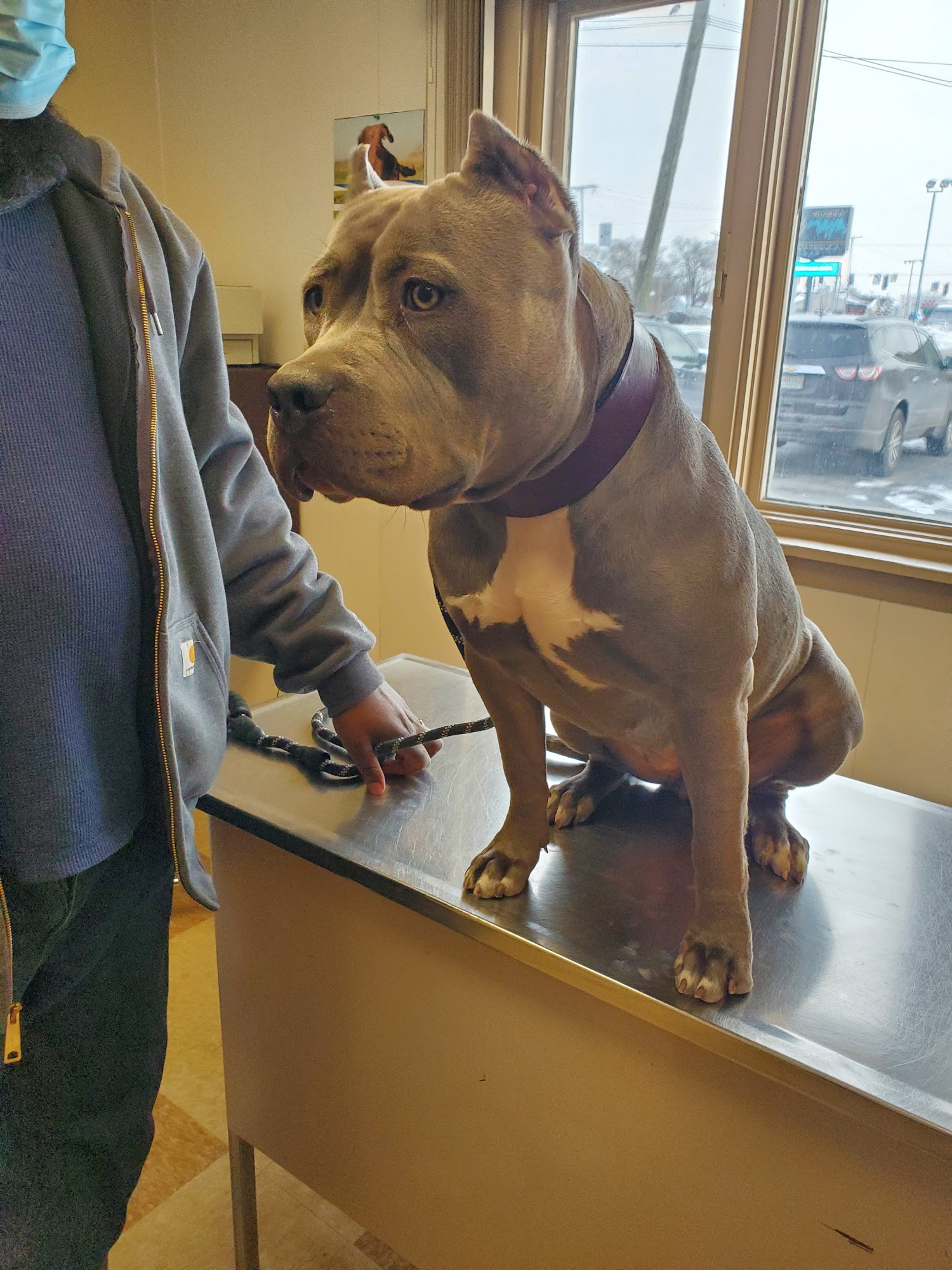 Highland Animal Hospital Highland