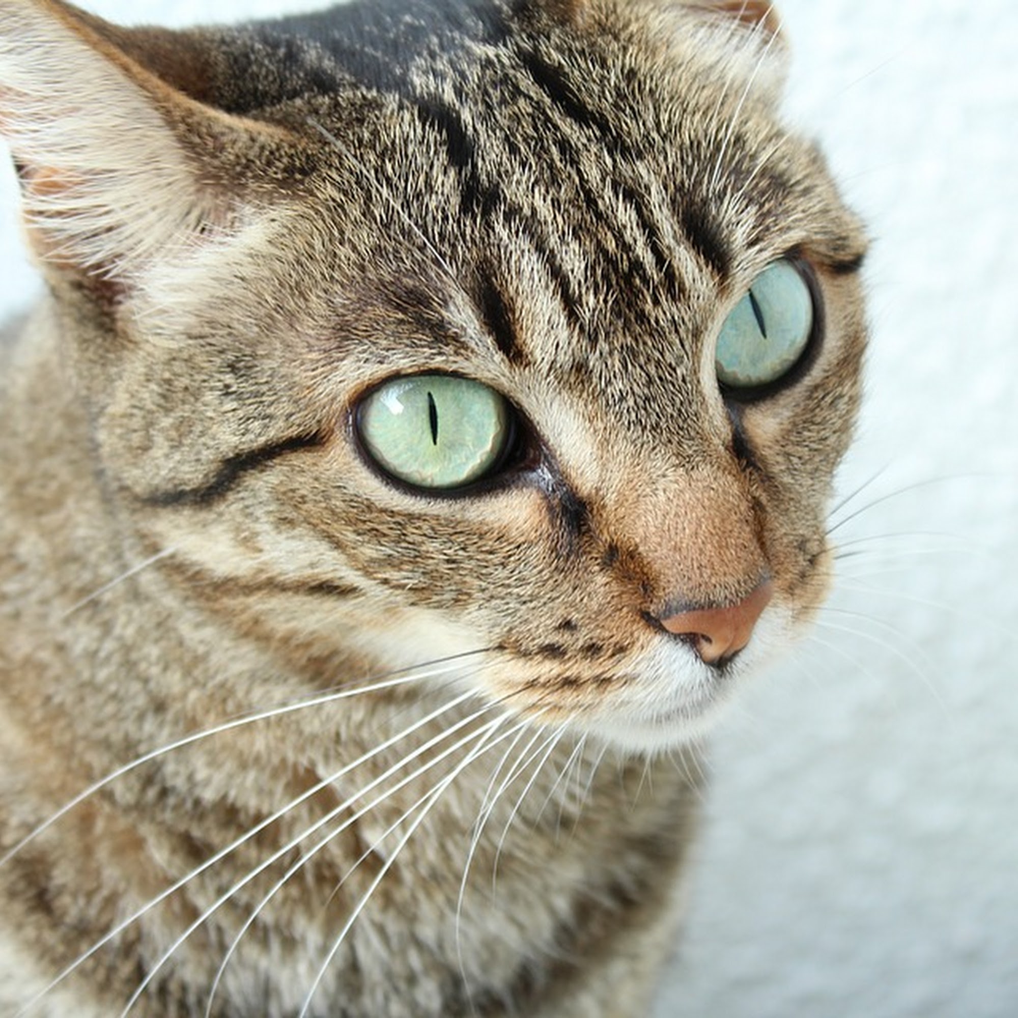 Hydrant Pet Center Highland