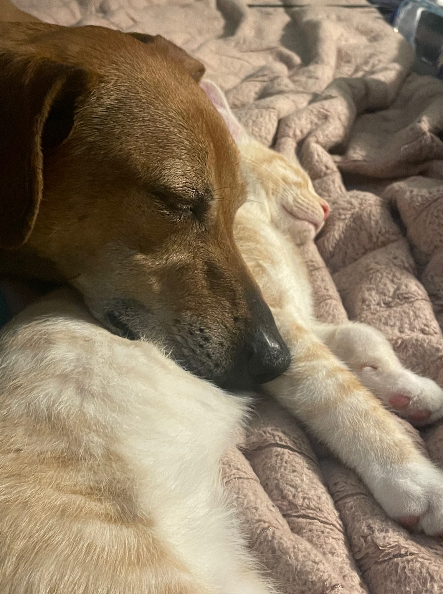 Veterinary Orthopedic Center Highland