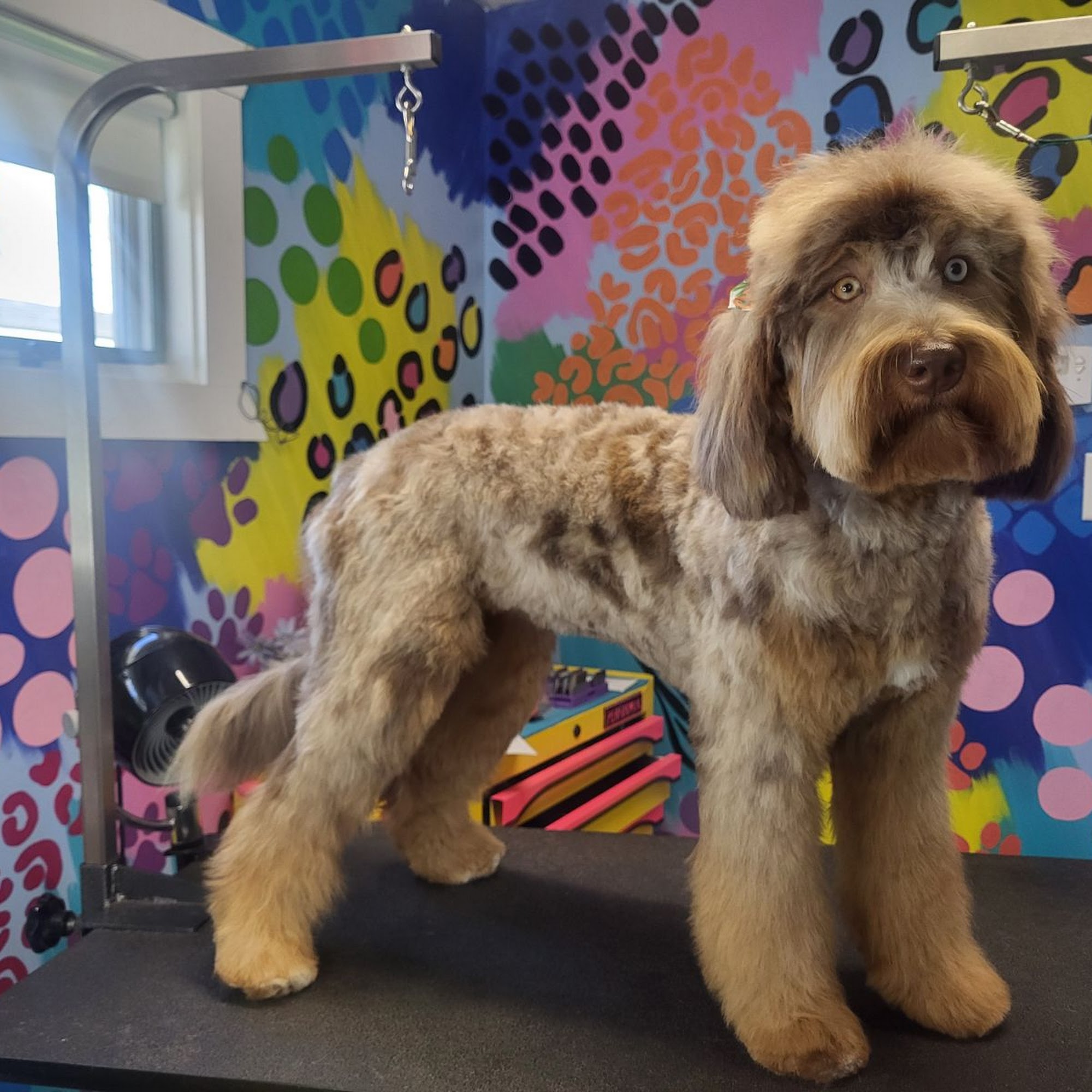 One Dog At A Time Grooming Salon Highland