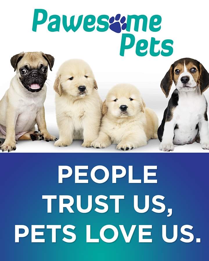 PAWESOME PETS Highland