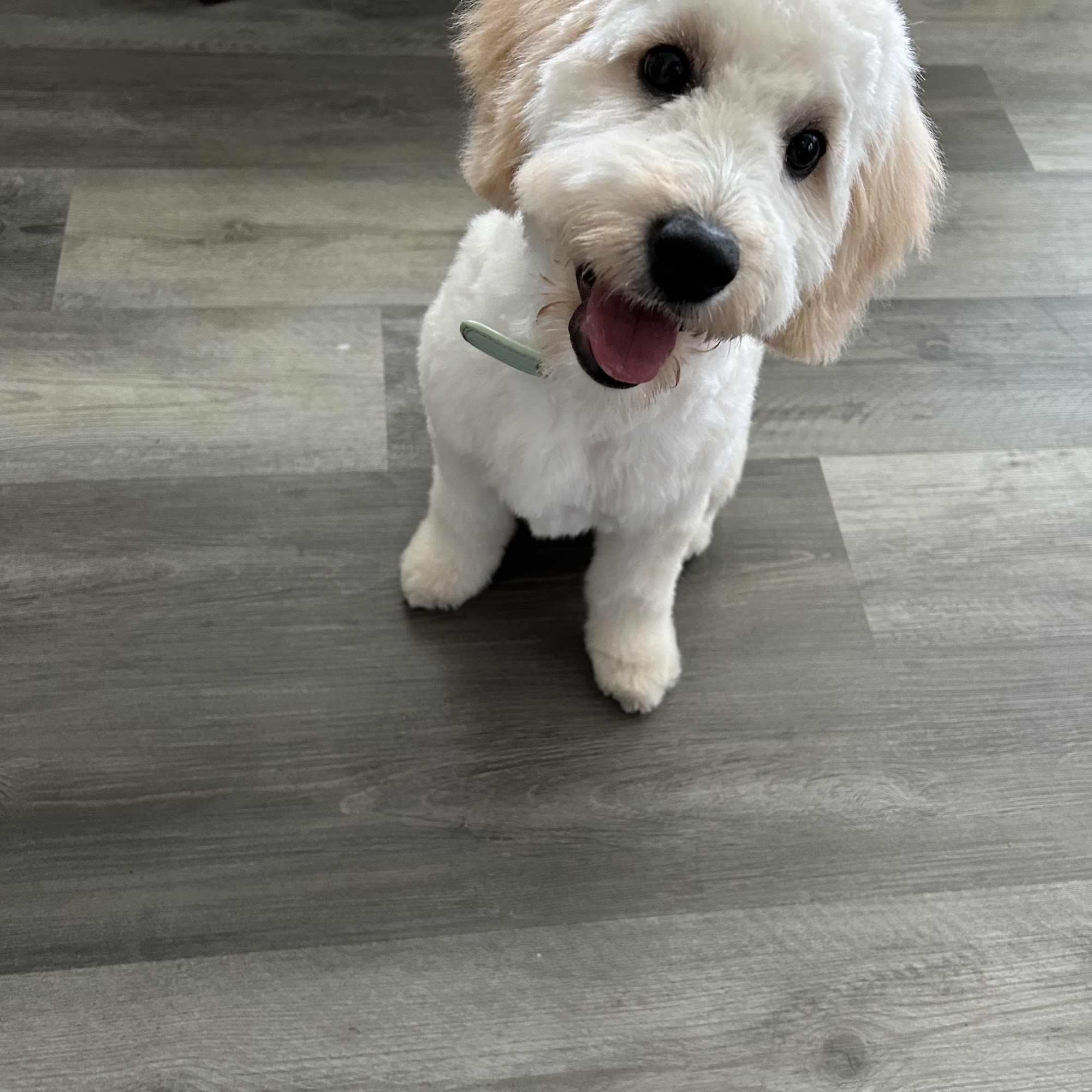 PAWESOME PETS Highland