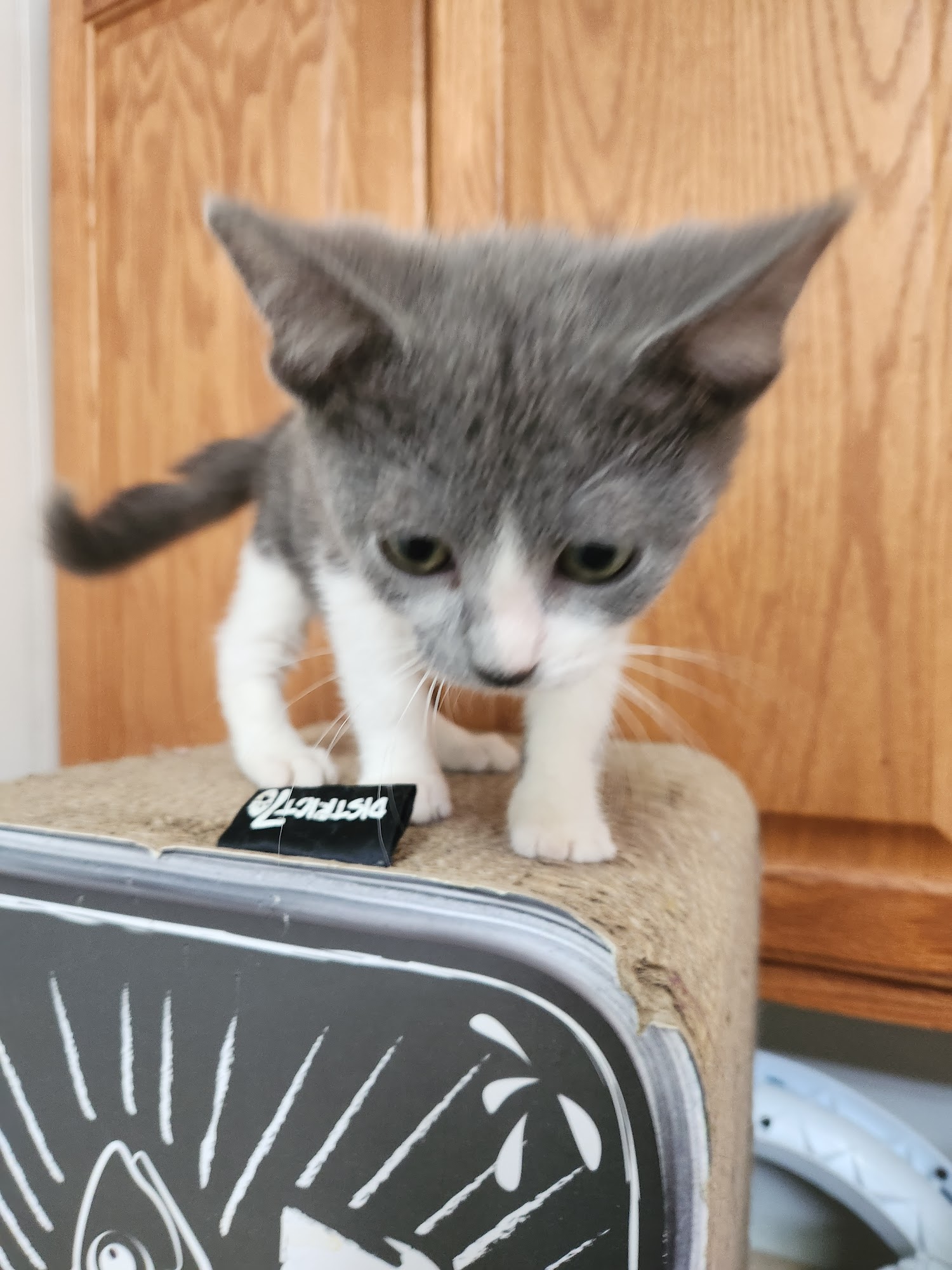 Humane Society of Hobart Inc Hobart