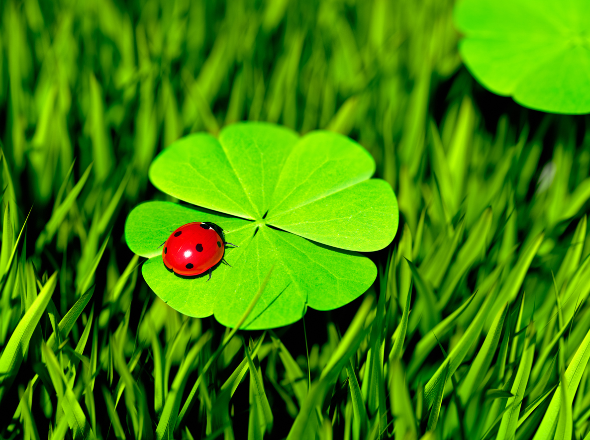 Franklin Pest Control Services