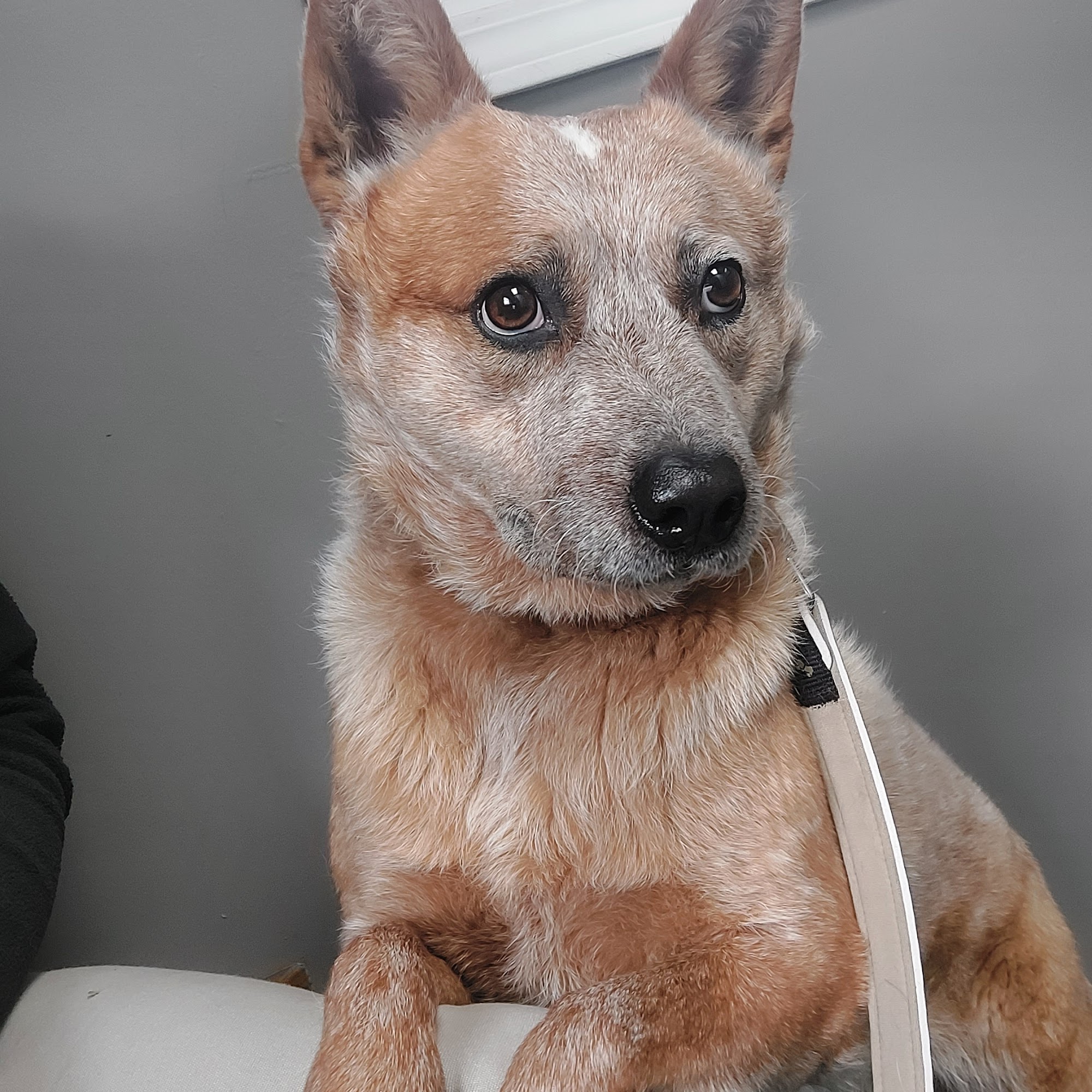 Dubois County Animal Hospital Huntingburg