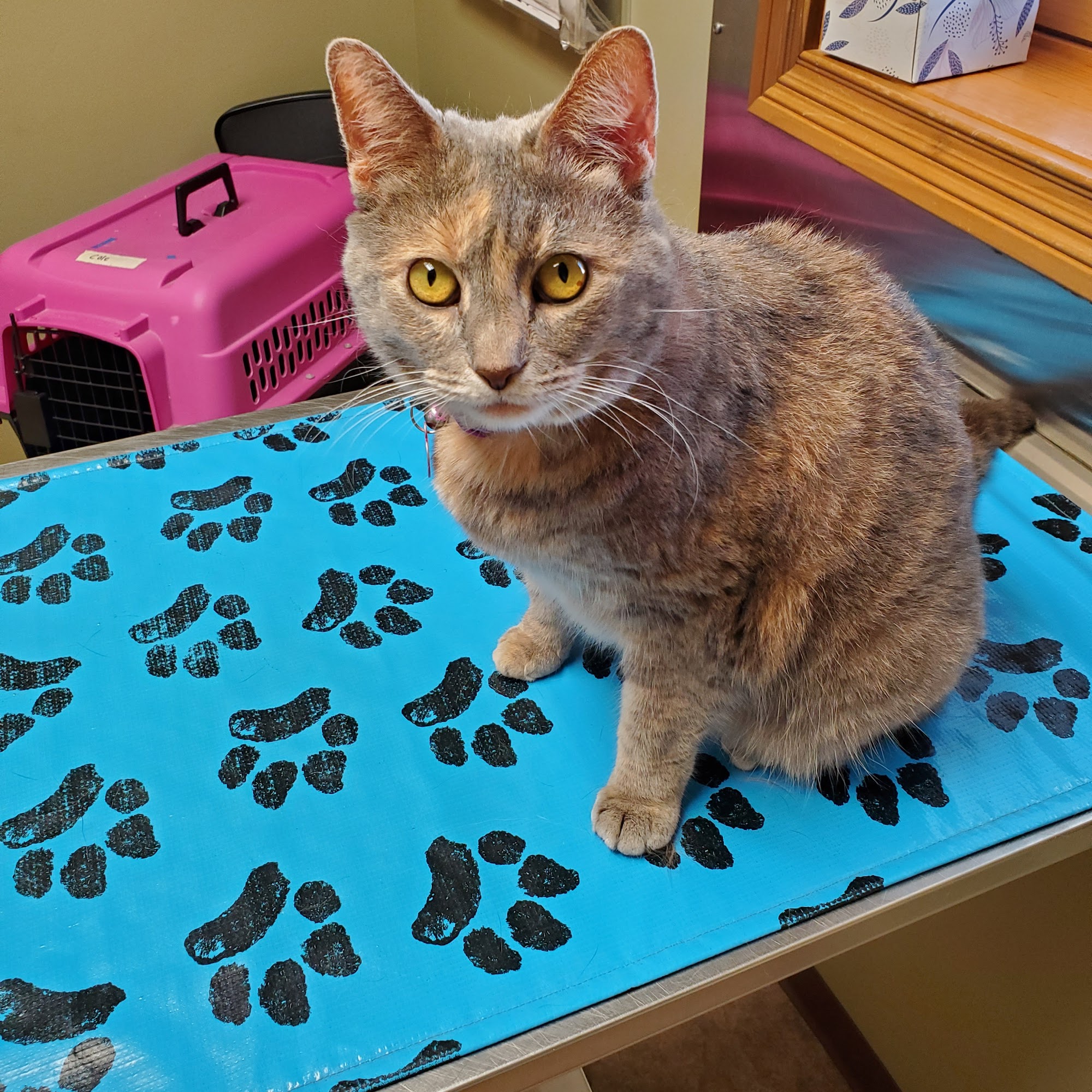 Huntington Veterinary Hospital Huntington