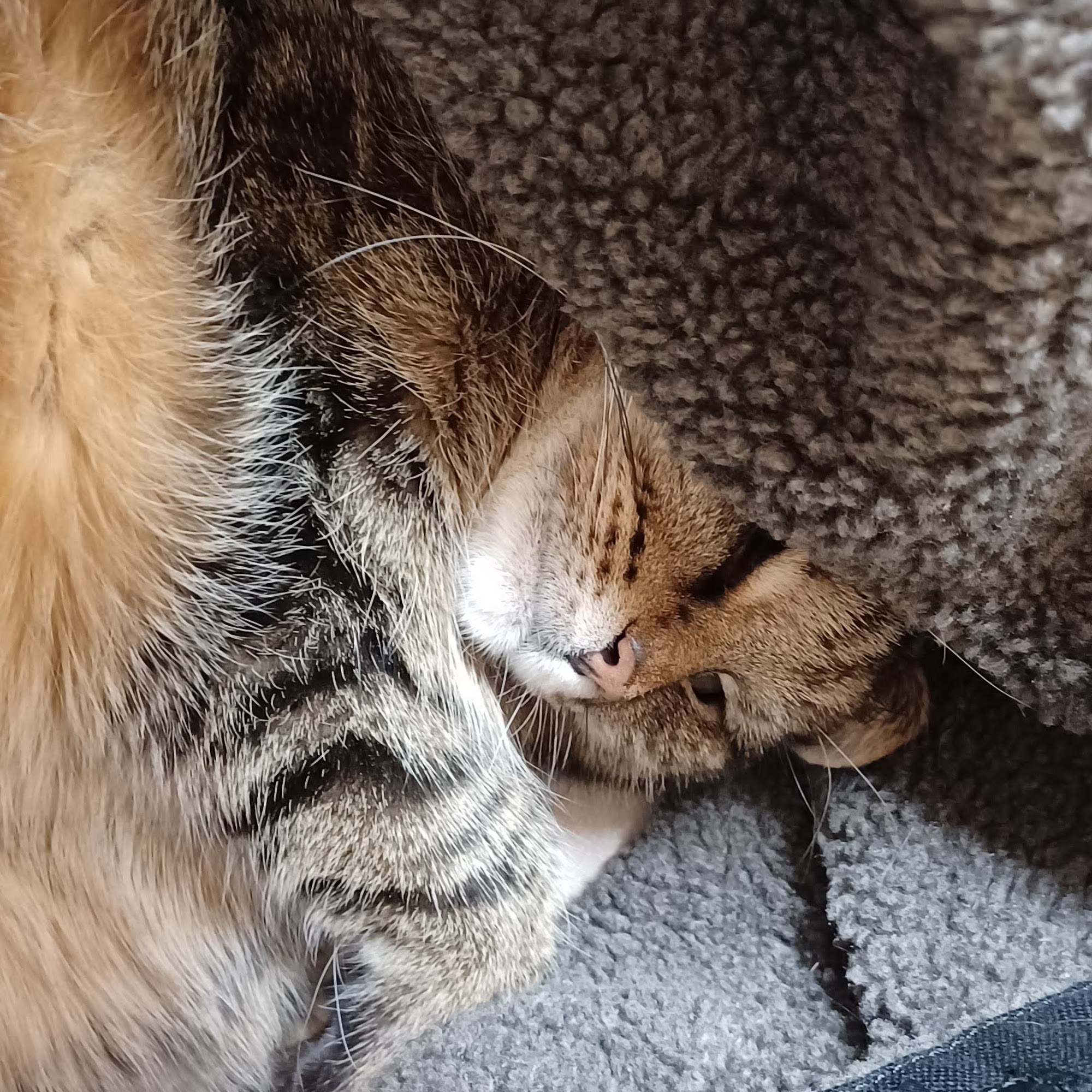 Healthier pet Huntington