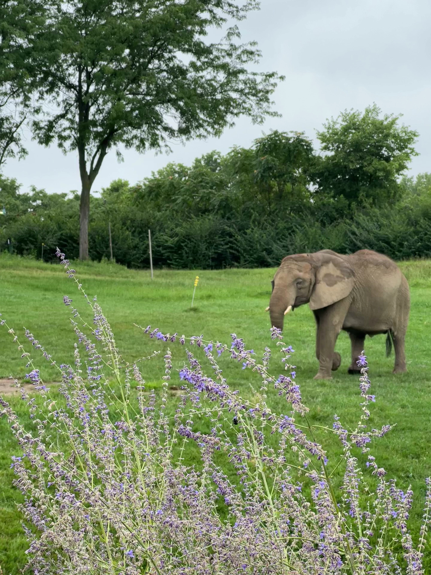 Plains' Dippin' Dots Menu