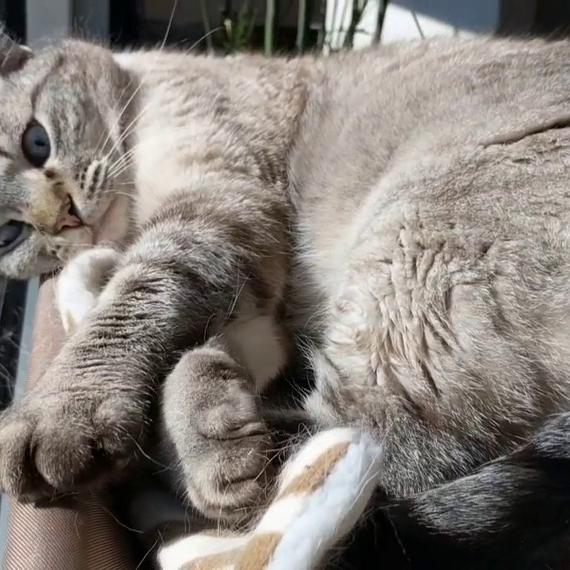 City Way Animal Clinics - Fall Creek Indianapolis