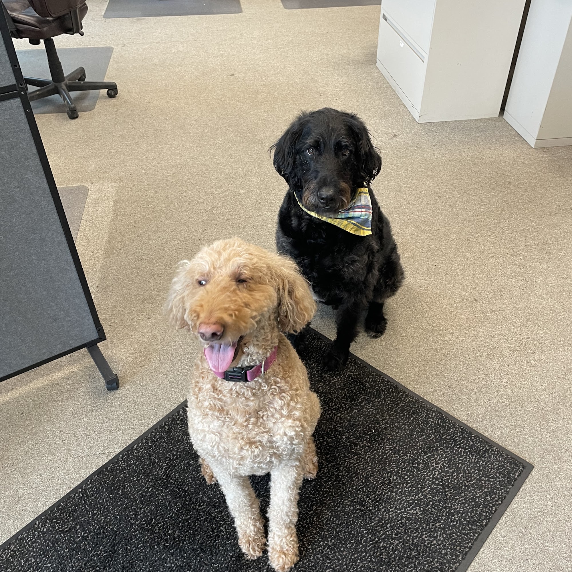 Log Cabin Animal Hospital Indianapolis