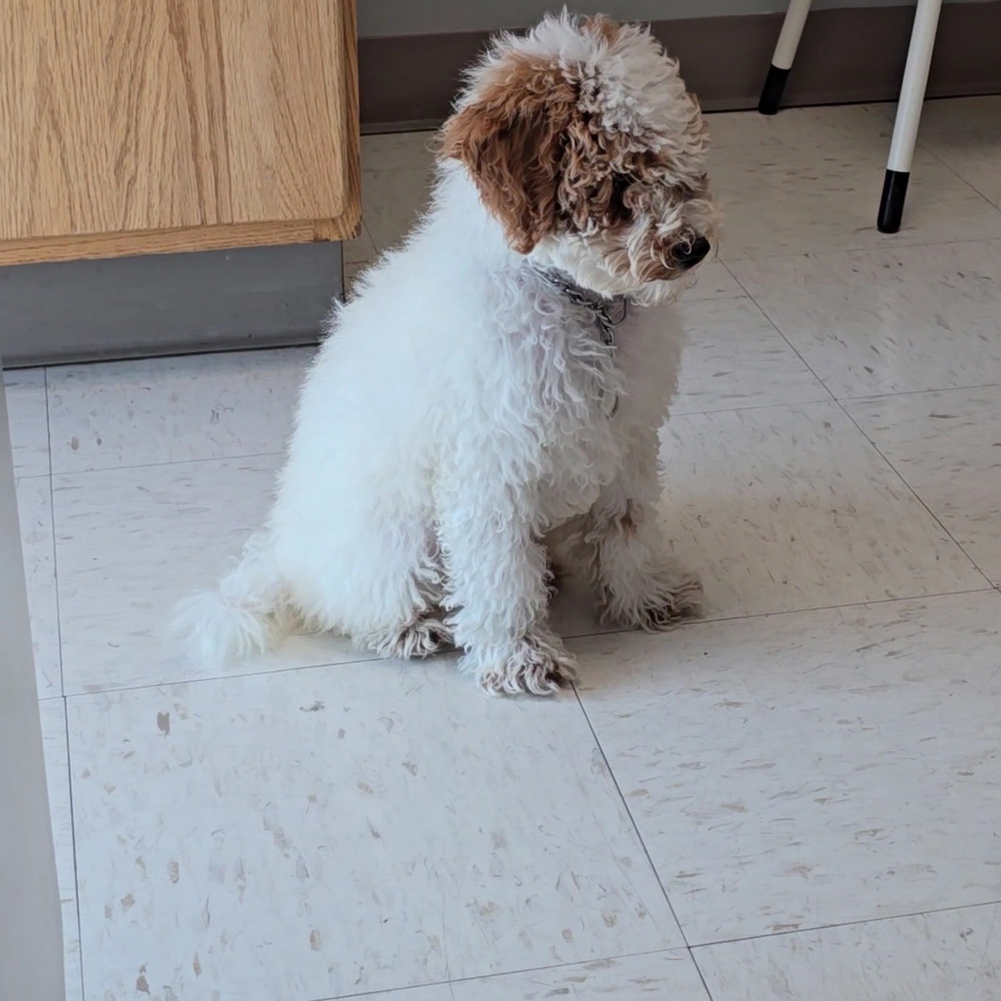 The Paw Patch Indianapolis