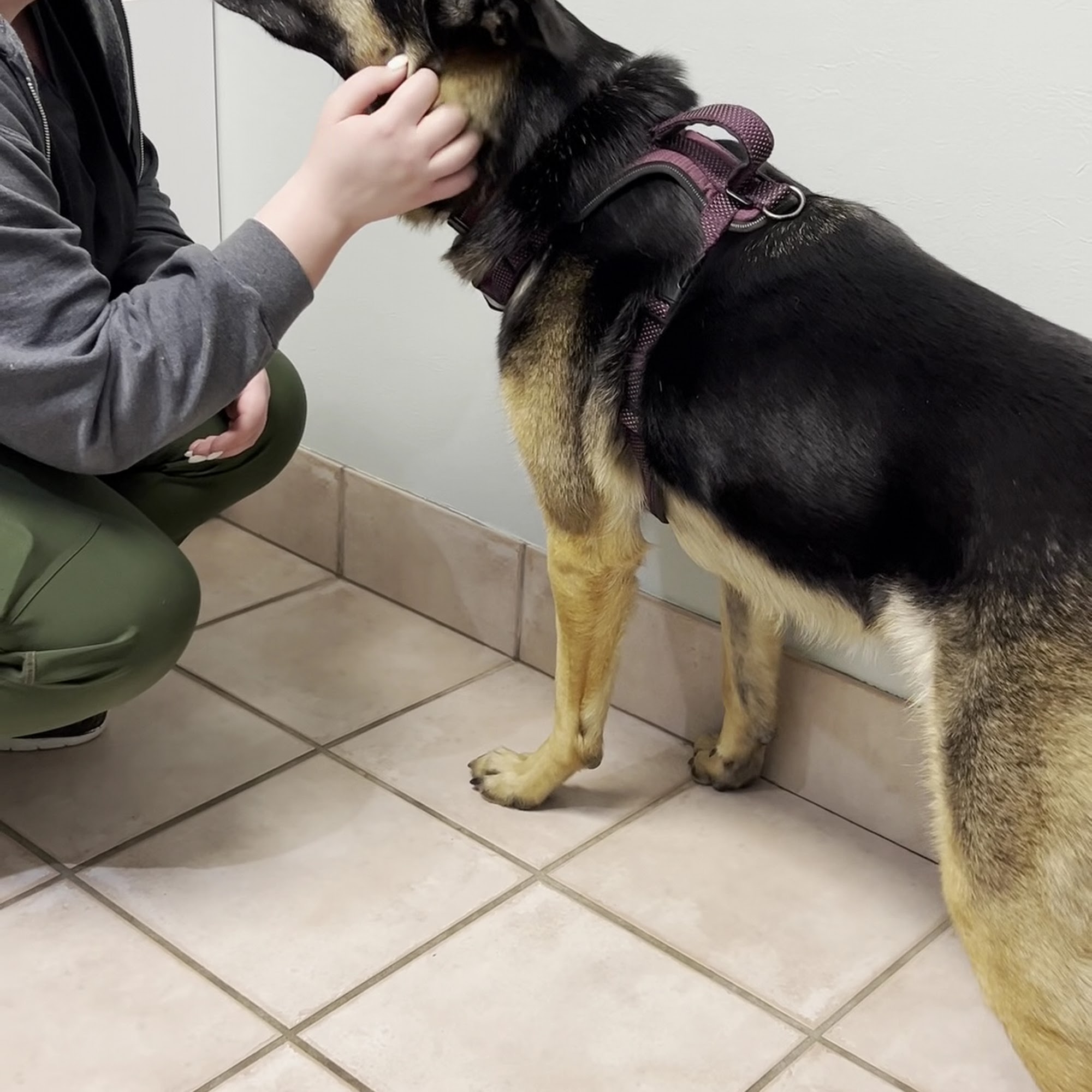 Rockville Road Animal Hospital Indianapolis