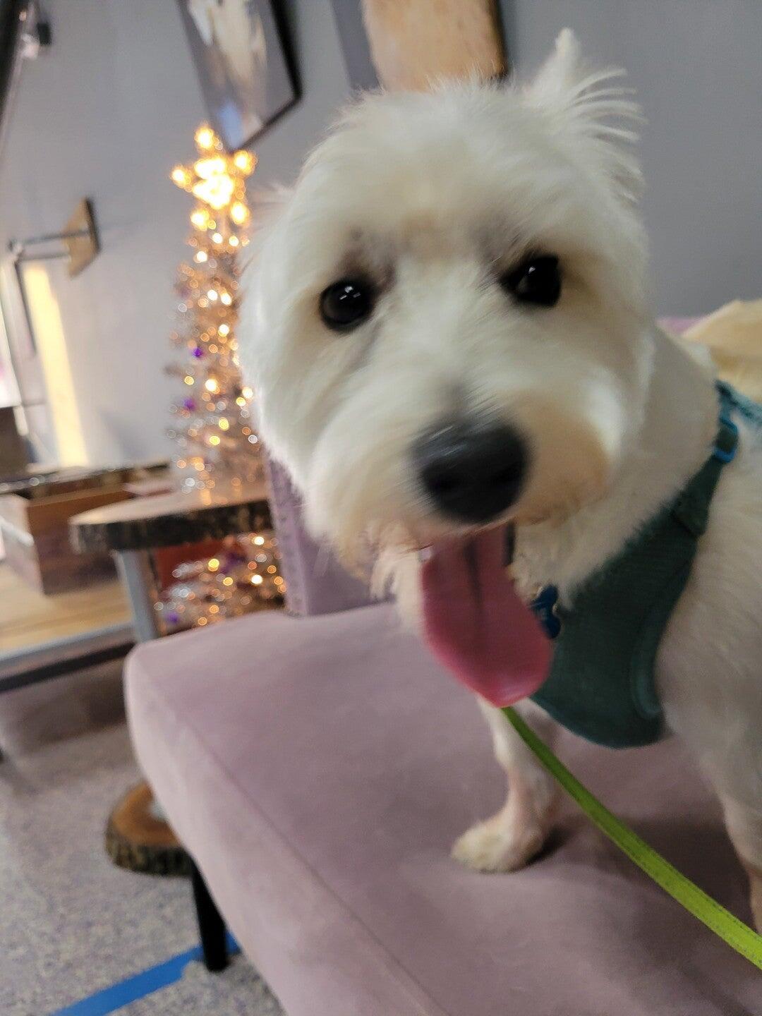 Bow Wow Meow Boutique Indianapolis