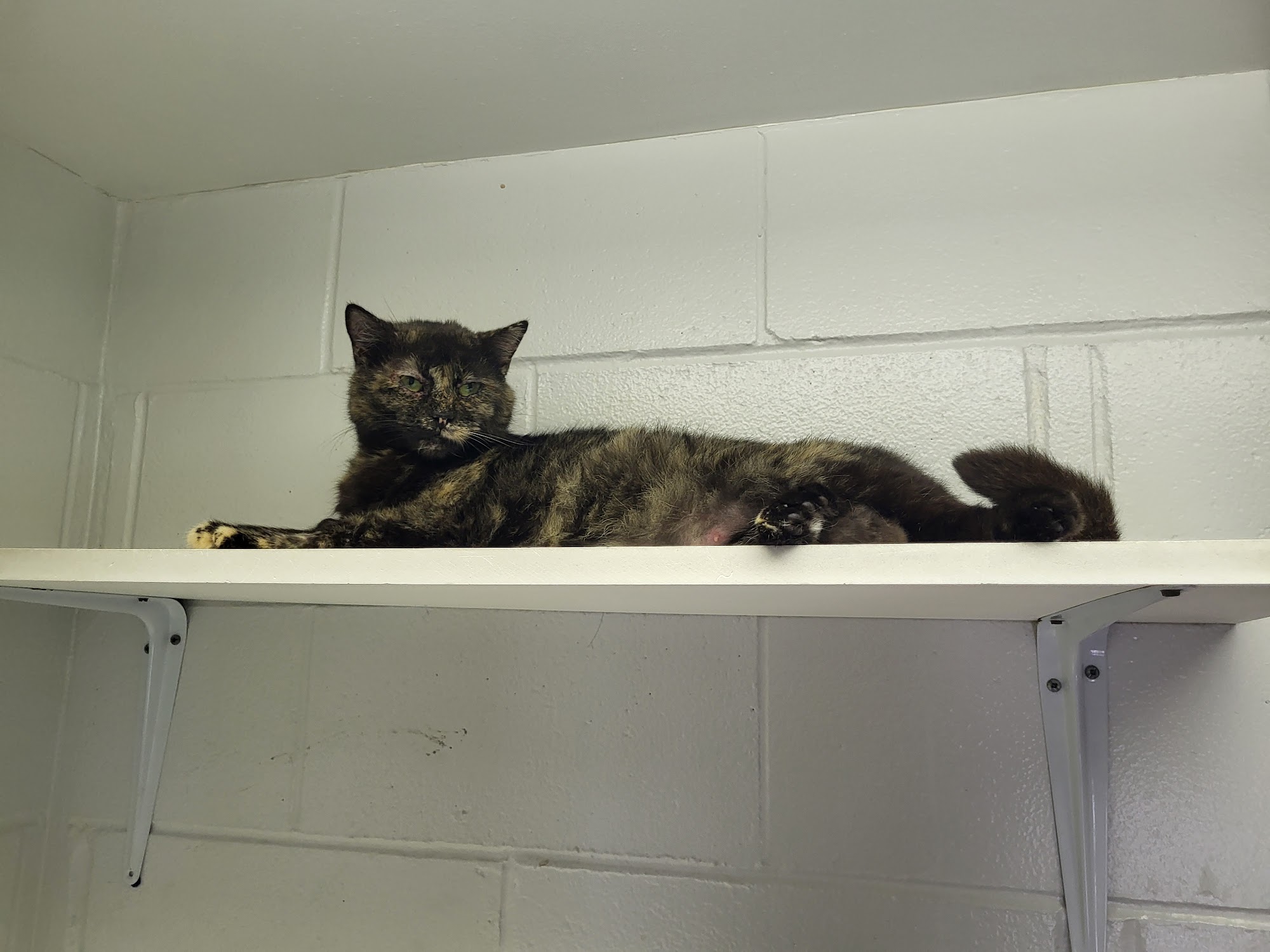 IndyHumane Indianapolis