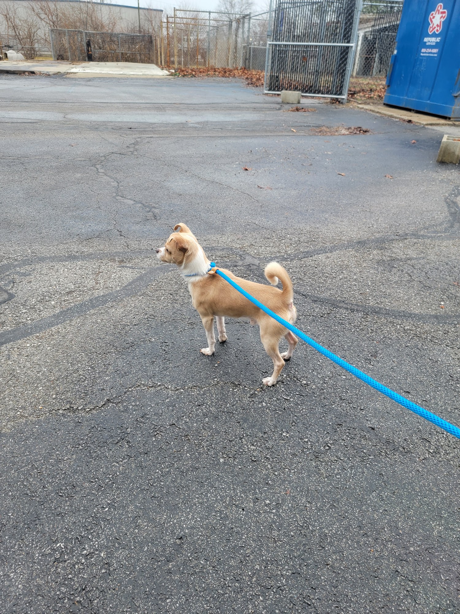 Southside Animal Shelter Indianapolis