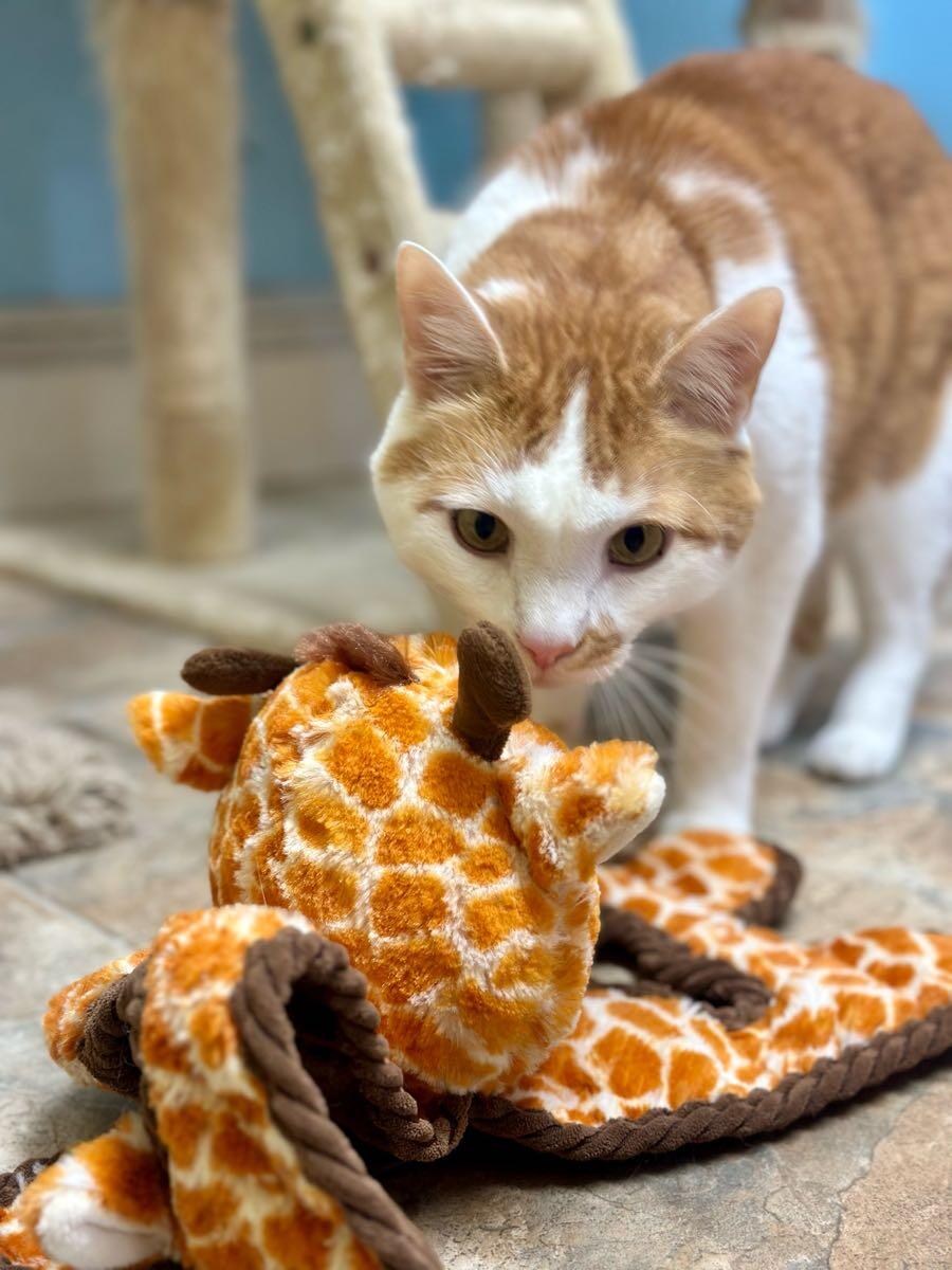 Sleepy Hollow Pet Ranch Indianapolis