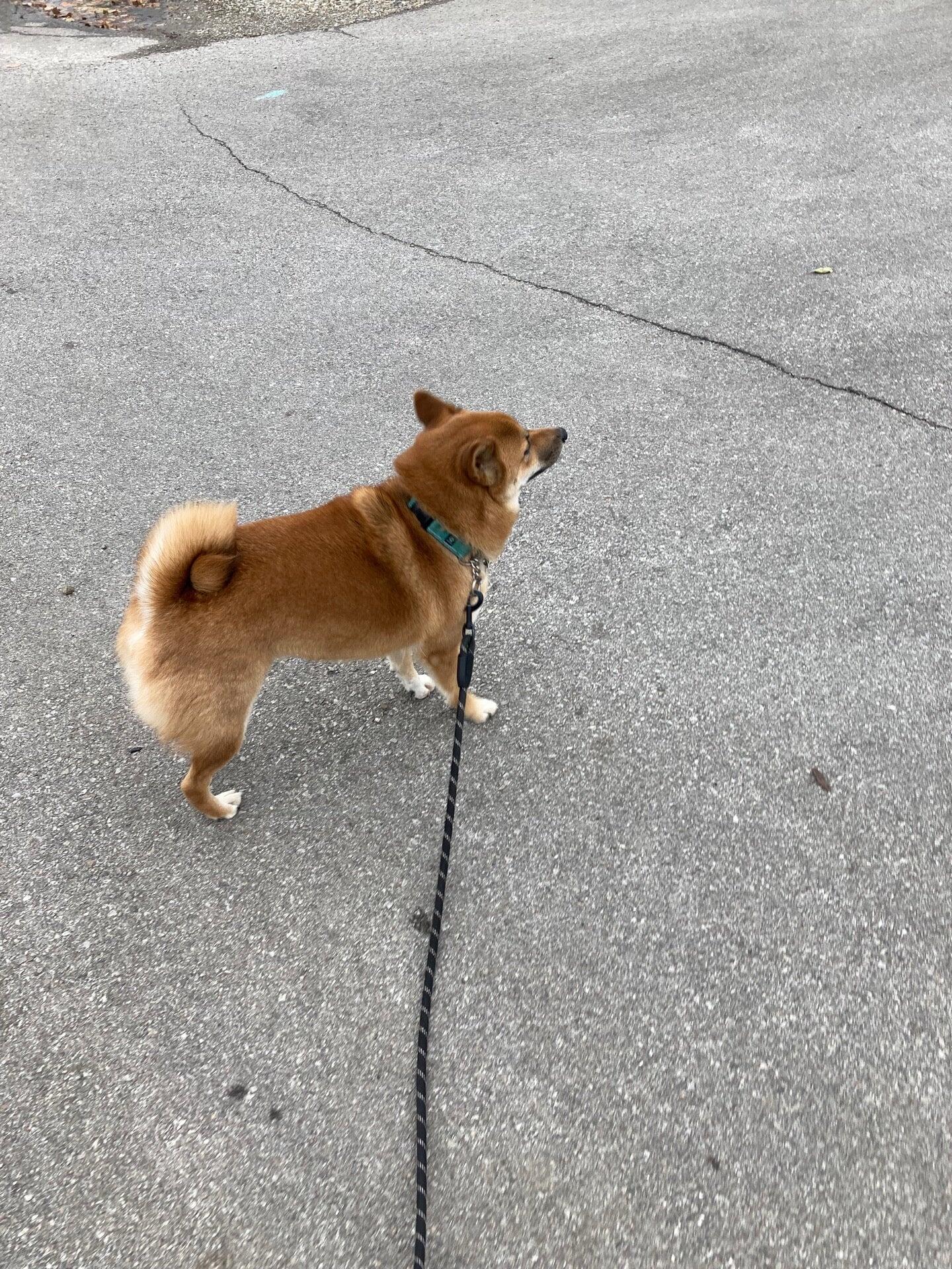 Uptown Pup Indianapolis