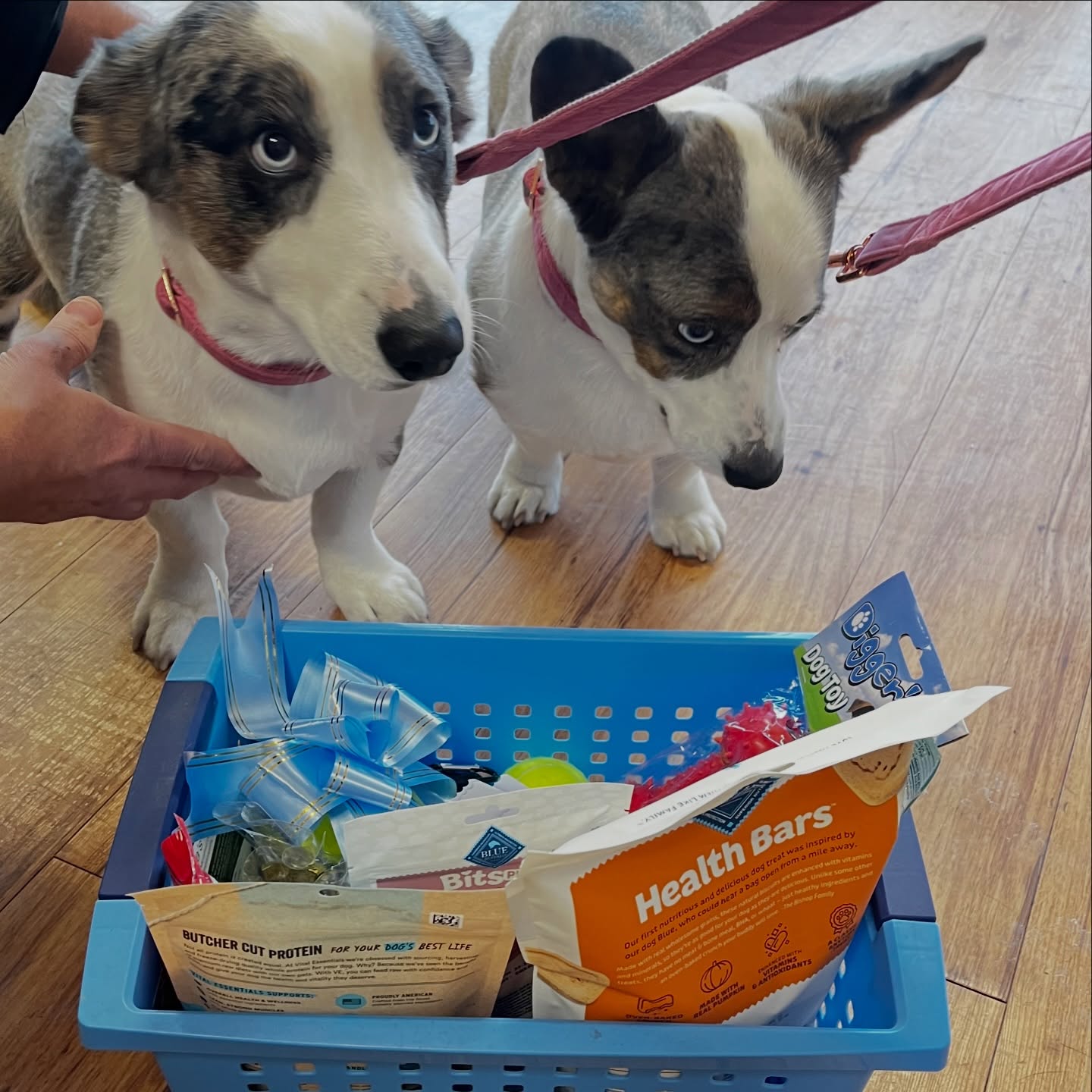 Lucky Dog Retreat Indianapolis