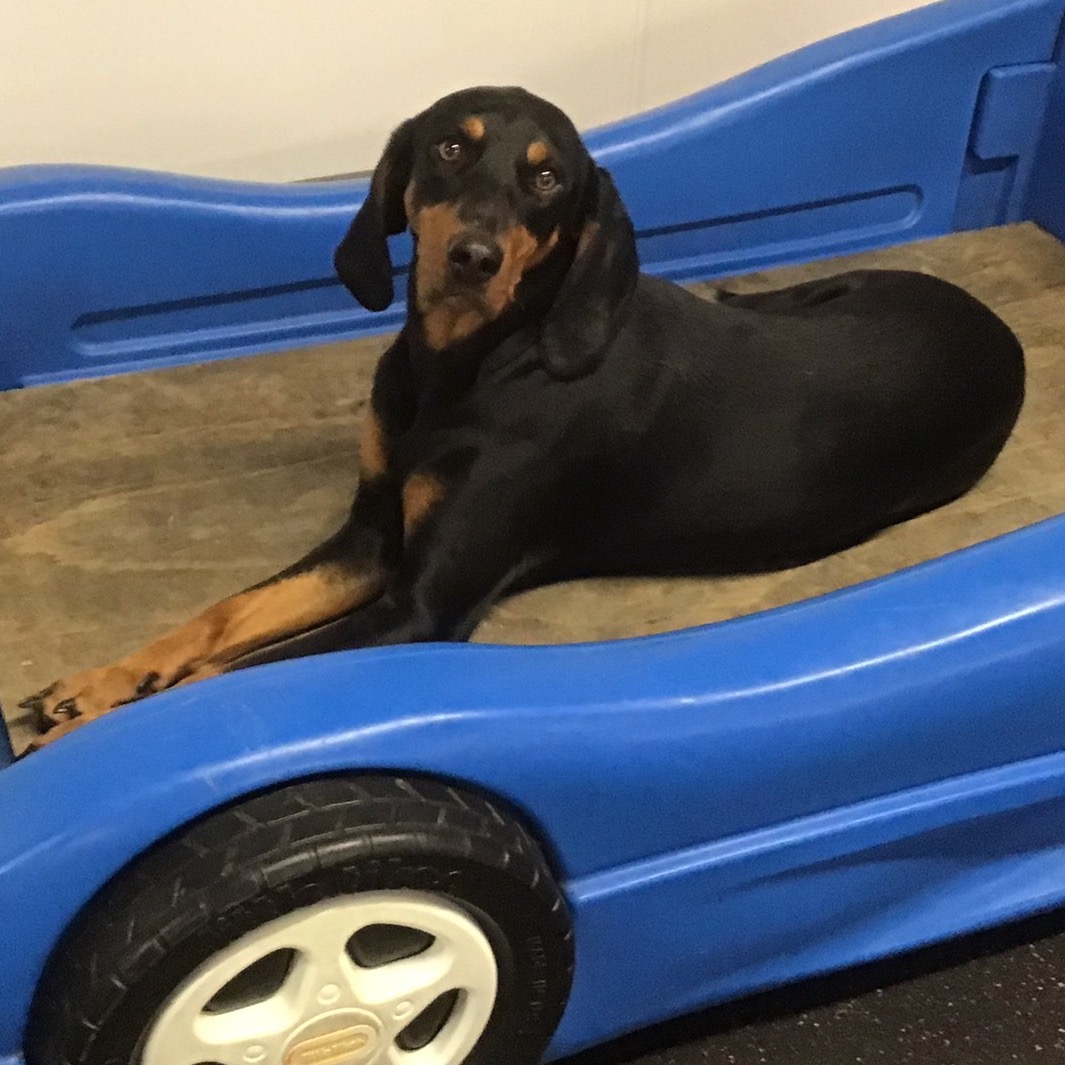 Lucky Dog Retreat Indianapolis