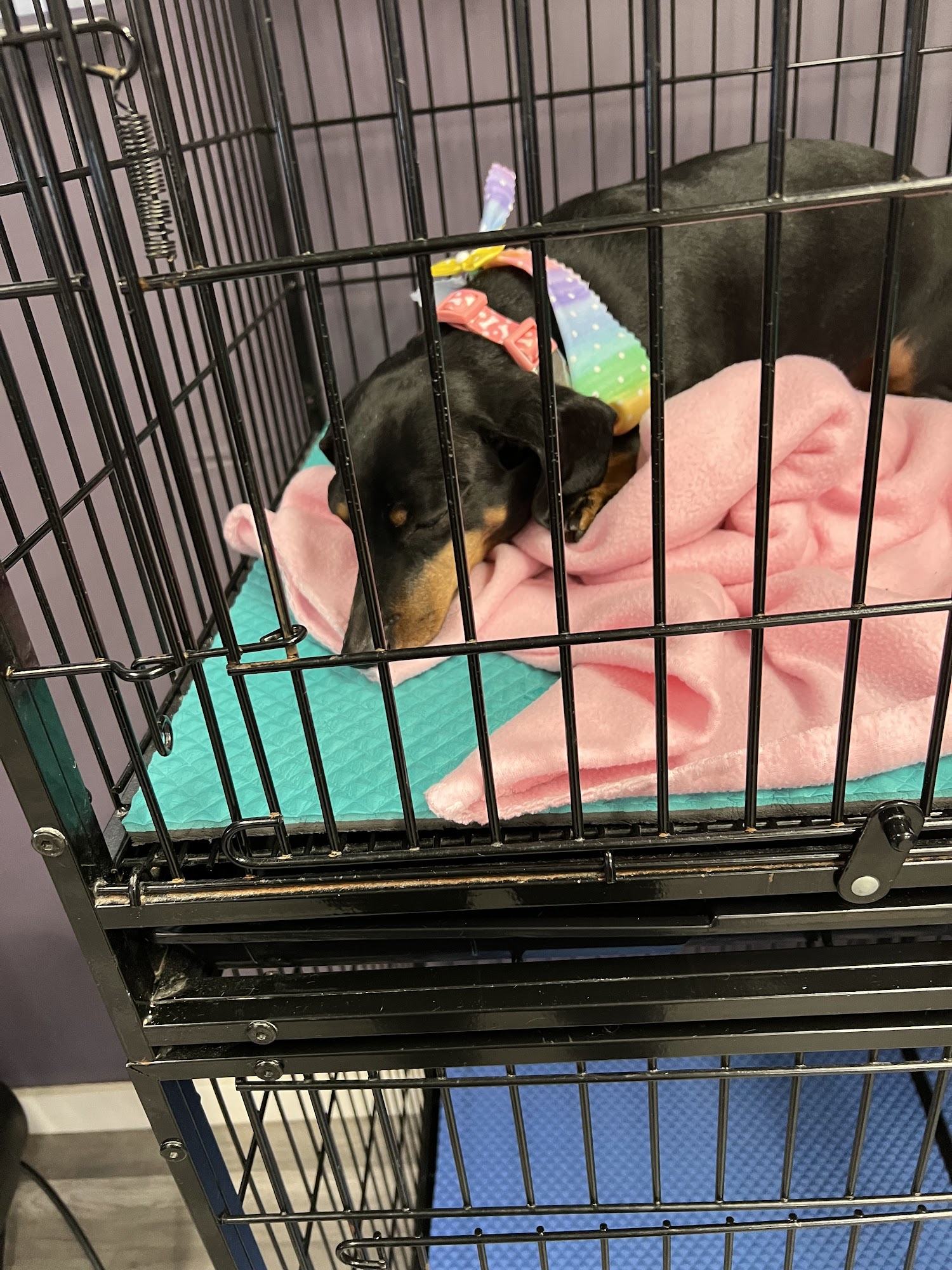 Christy's Canine Grooming Indianapolis