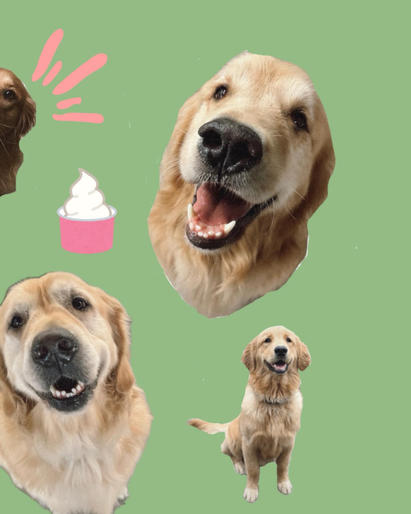 Puppy Playground Indianapolis