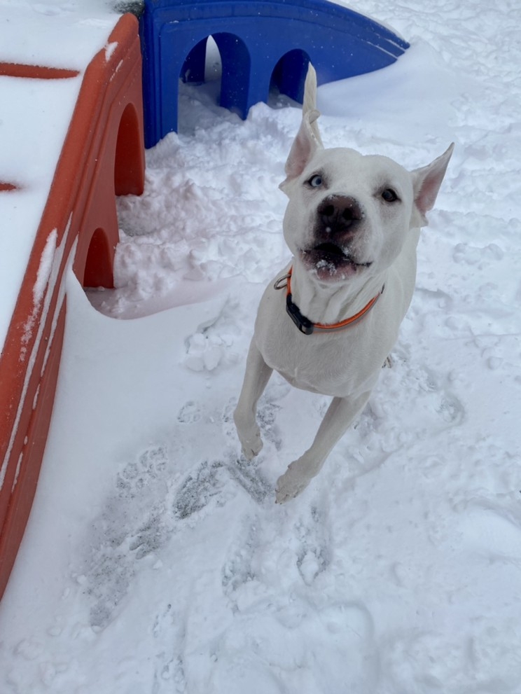 Puppy Playground Indianapolis