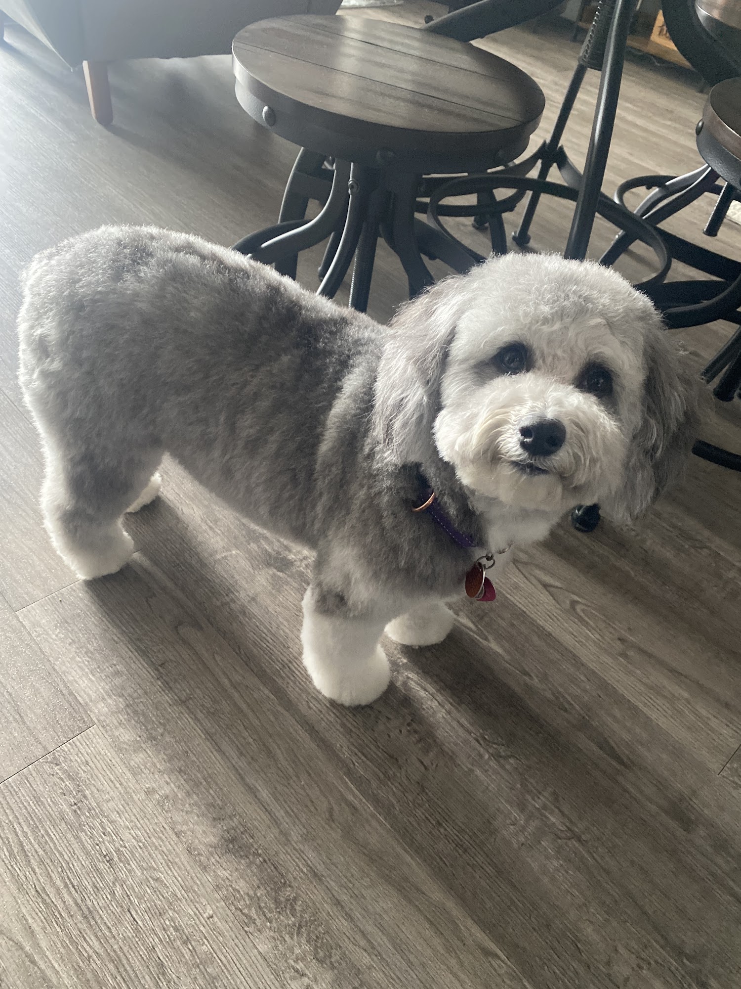 BARK A Salon for Dogs Indianapolis