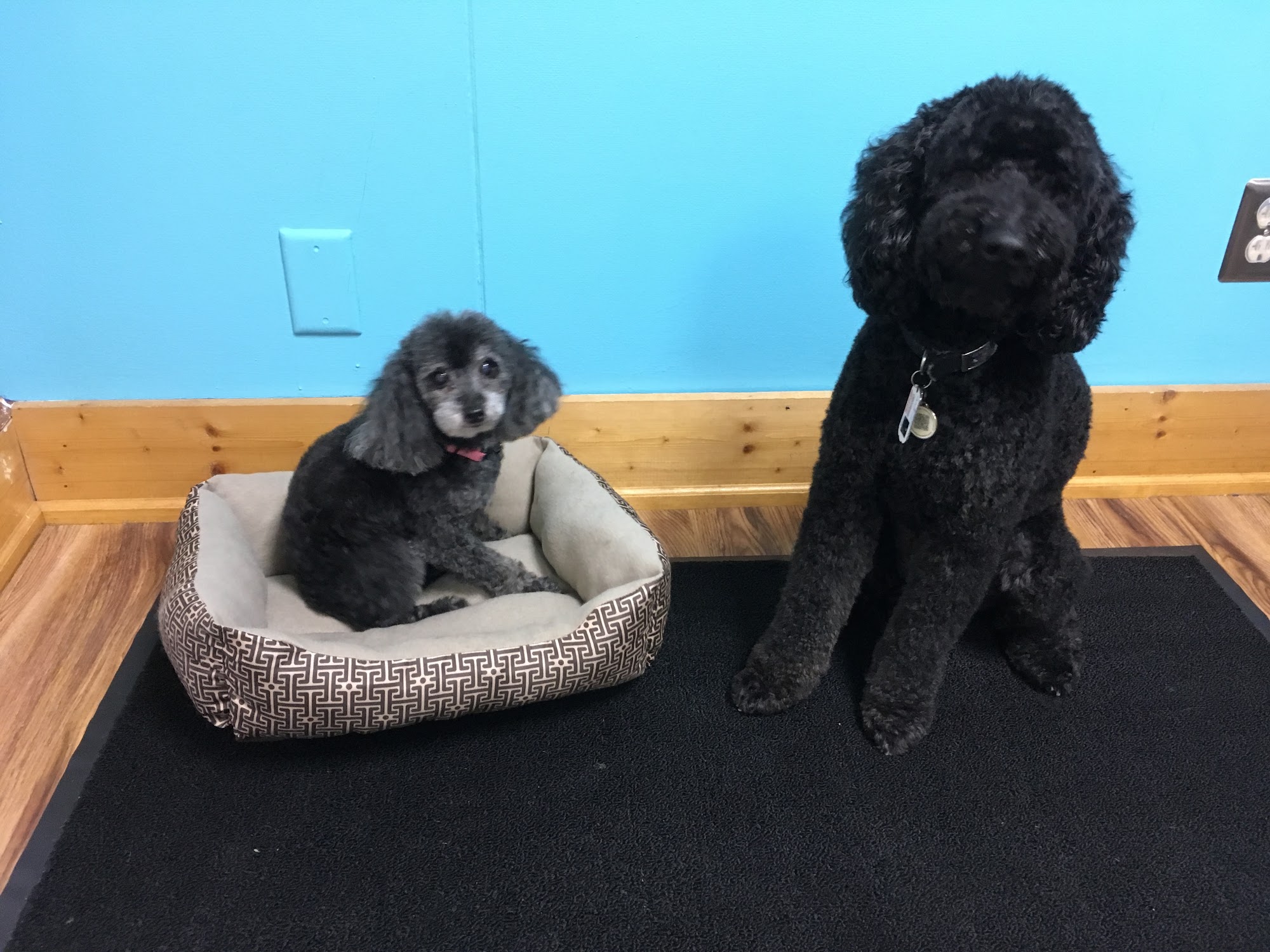 PurrSnips Indianapolis