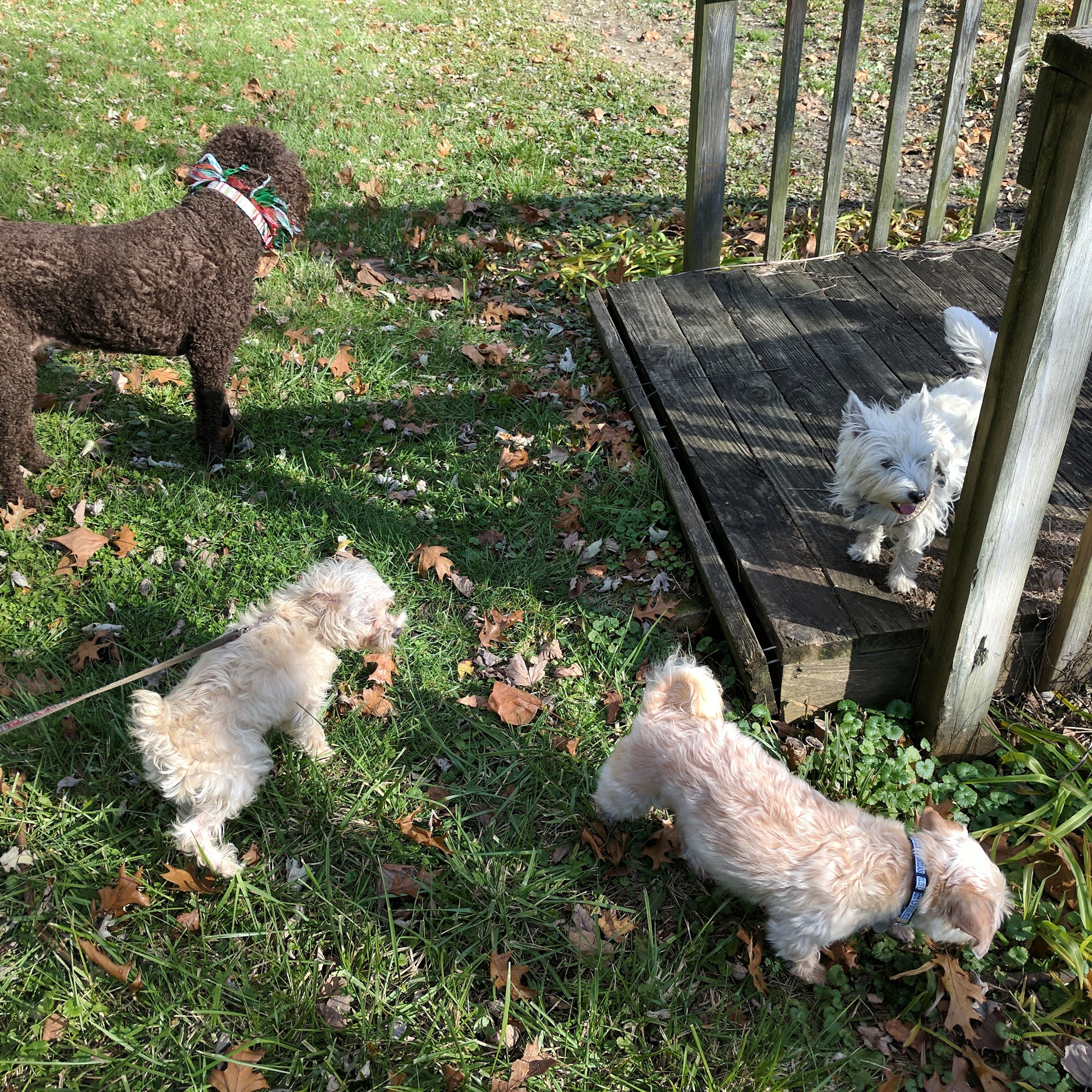 Northside Pet Services Indianapolis