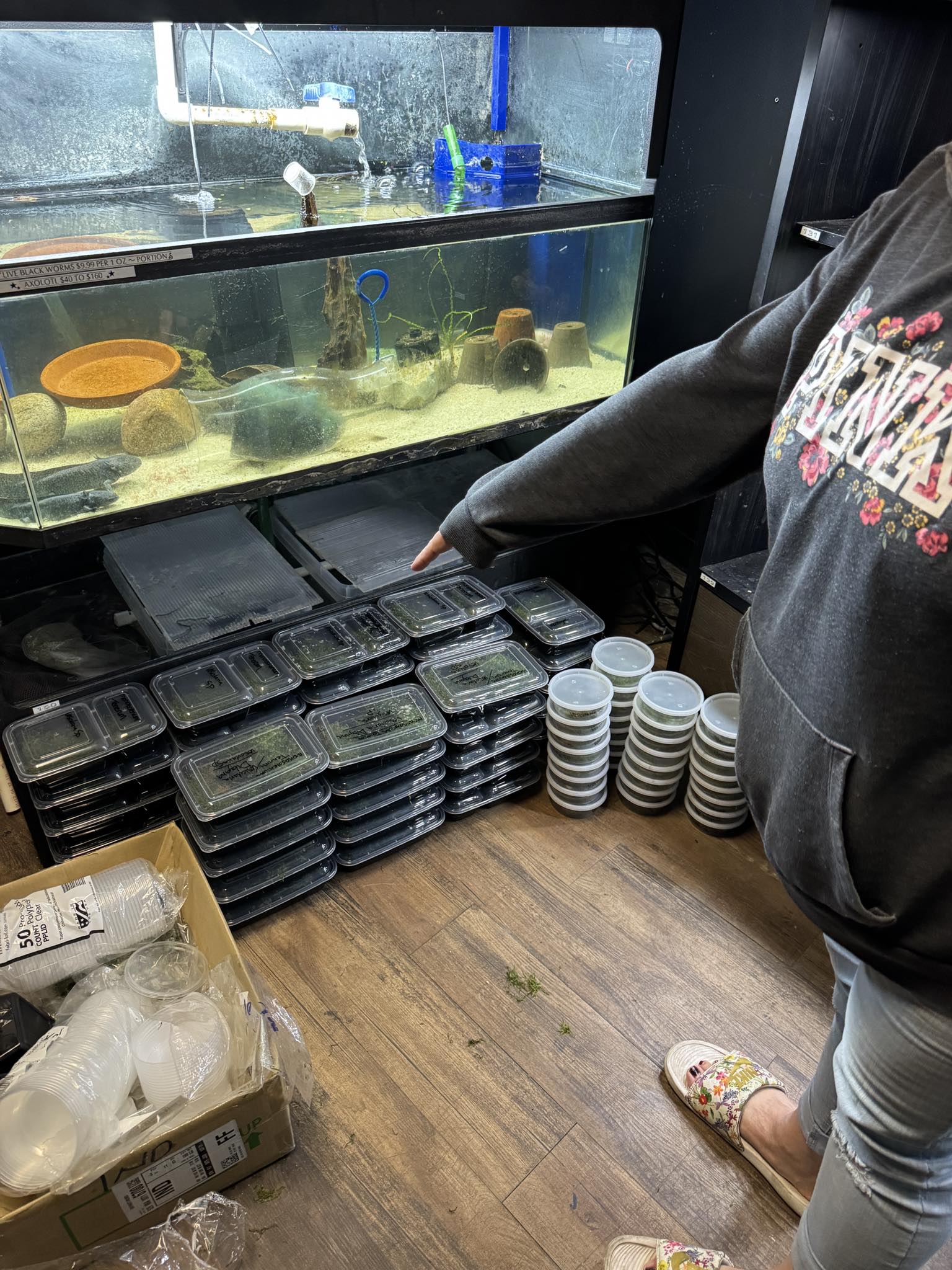 Bluefin Seafoods Corporation