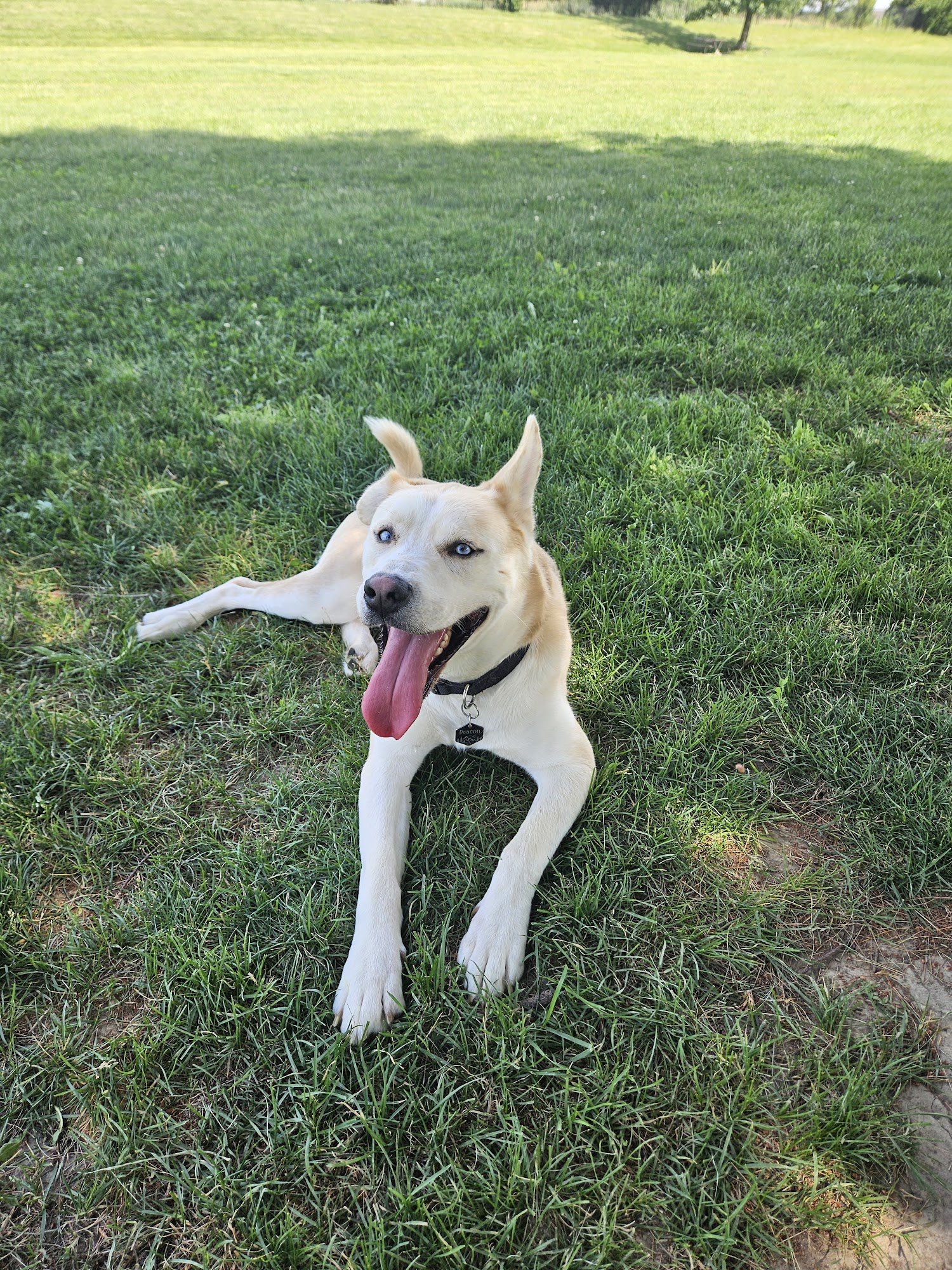 Smock Bark Park Indianapolis