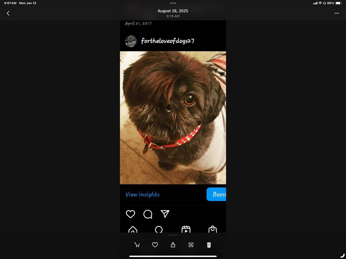 Hippie Hounds Dog Grooming and Training Indianapolis