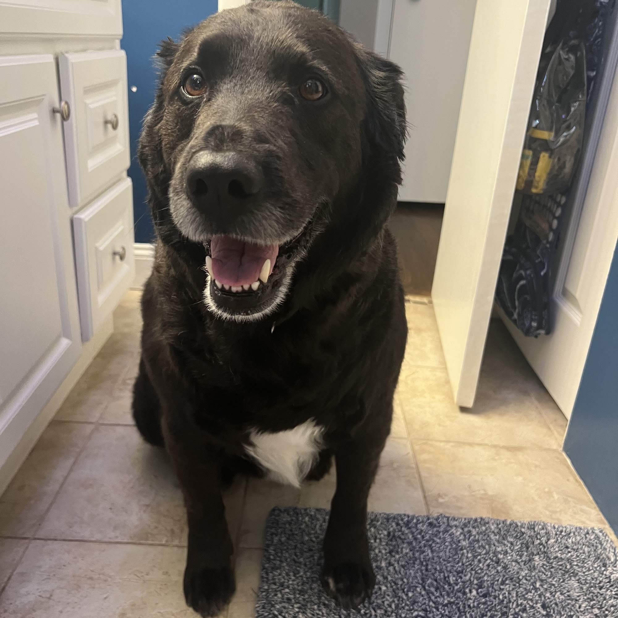 Wildflower Pet Spa Indianapolis