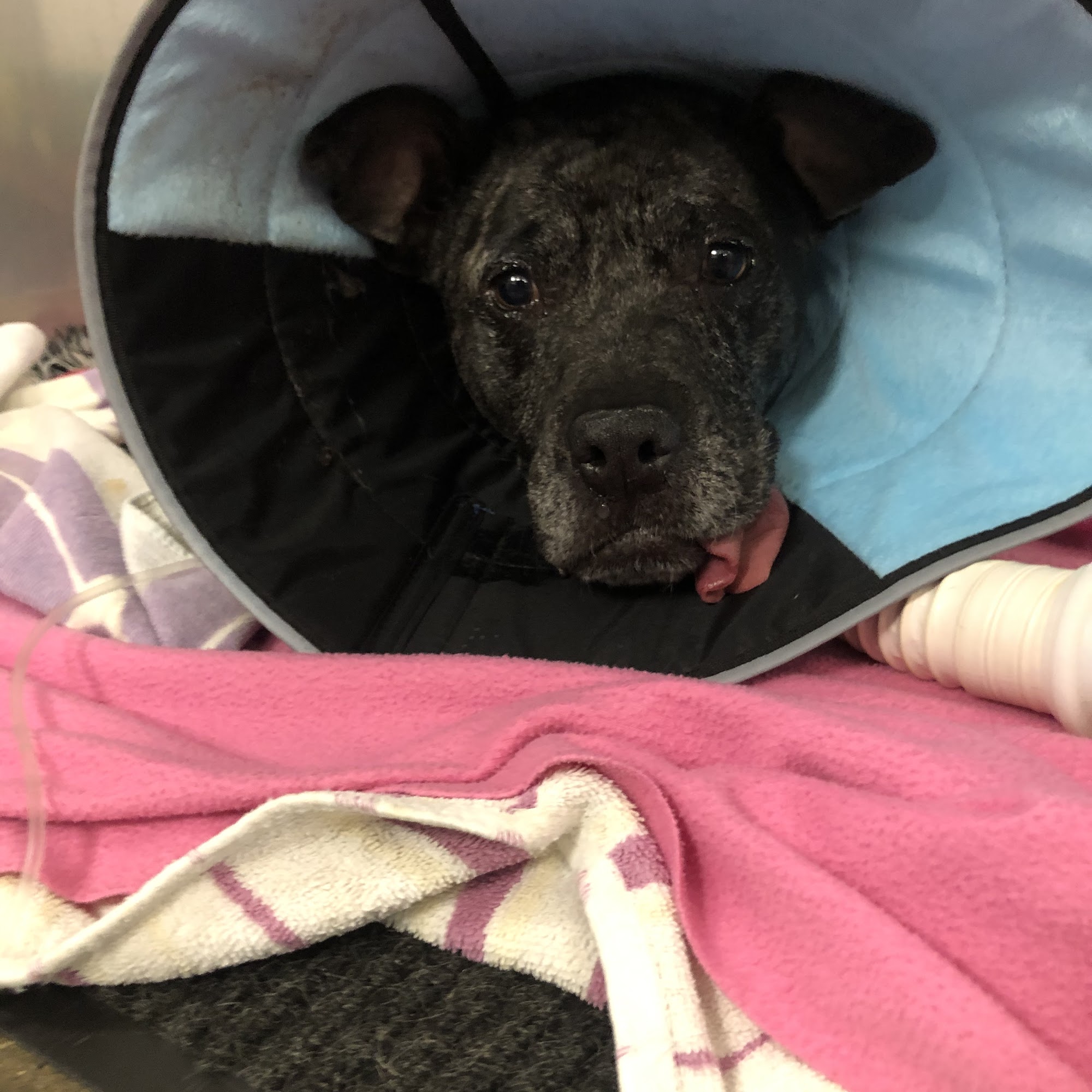 Stauffer Veterinary Surgical Center Indianapolis