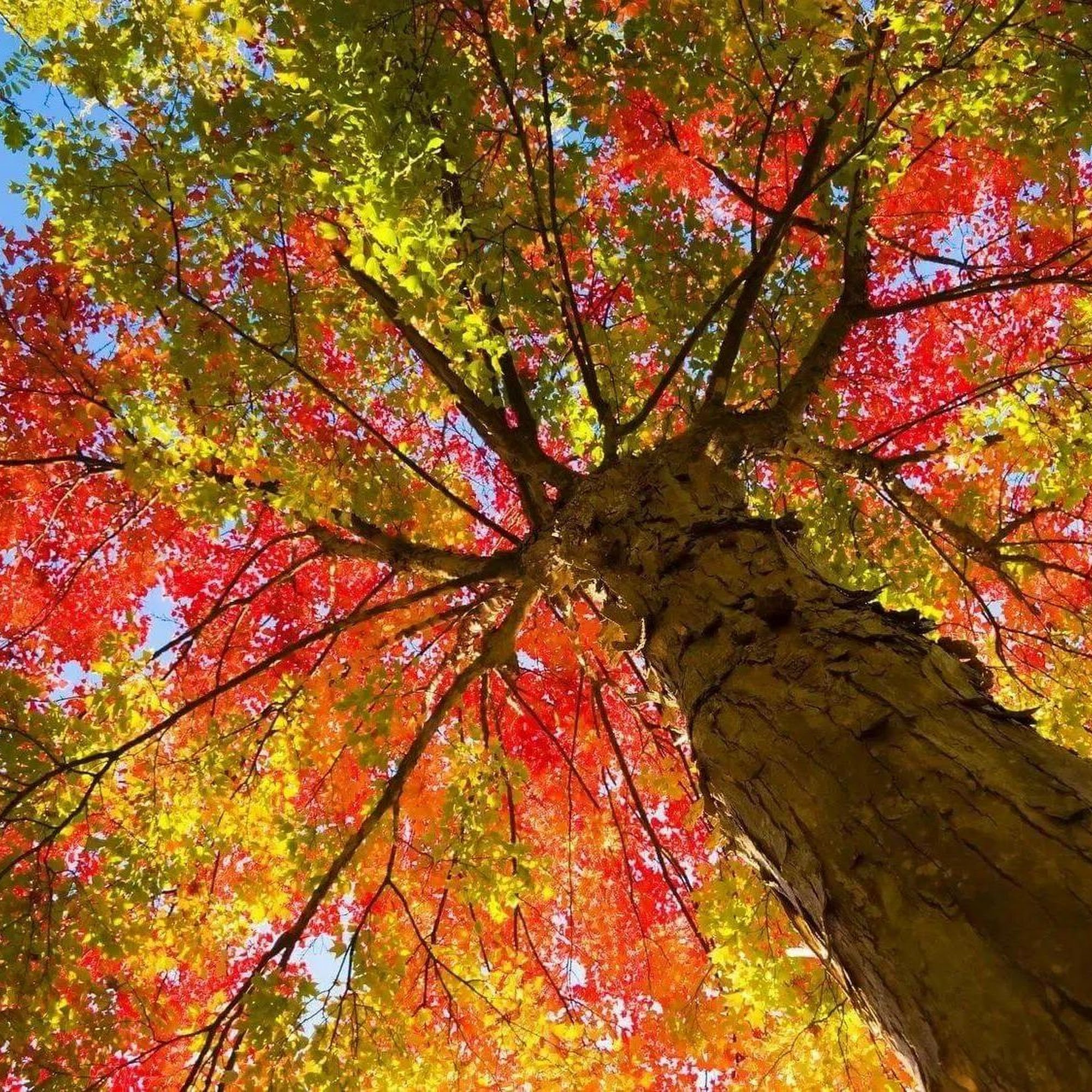 Indy Tree & Landscape