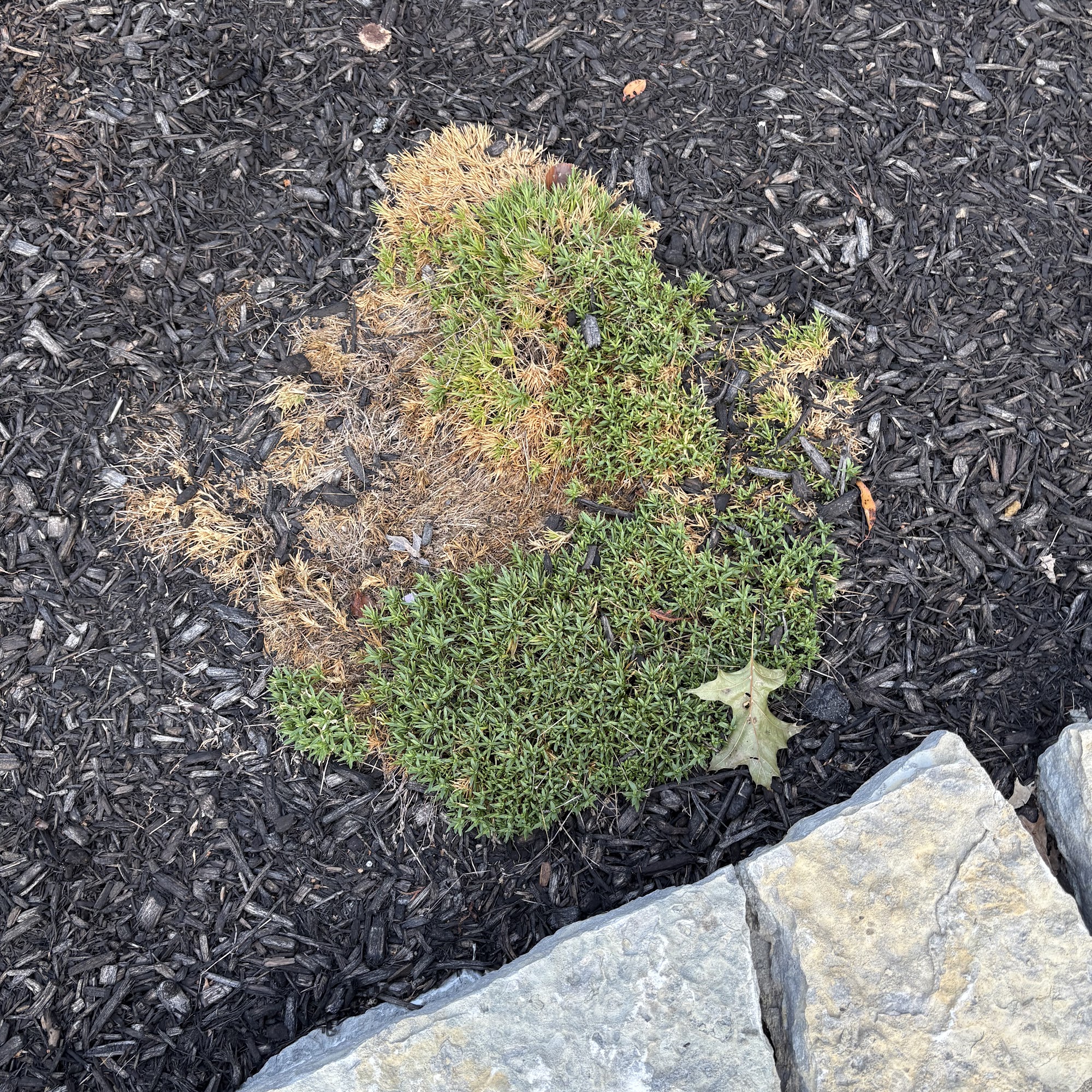 Maximum Lawn Services