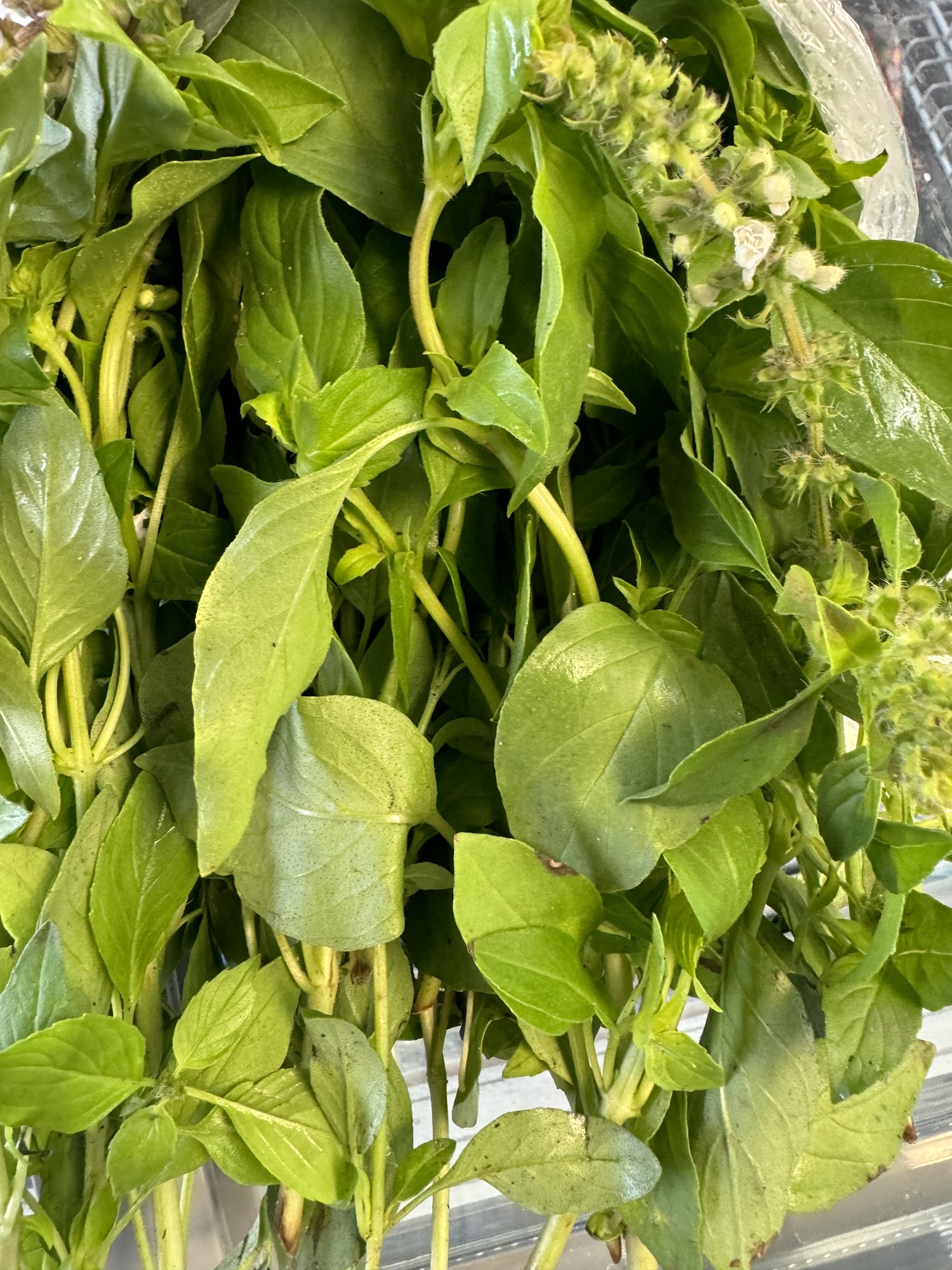 Zodin Asian Grocery Indianapolis